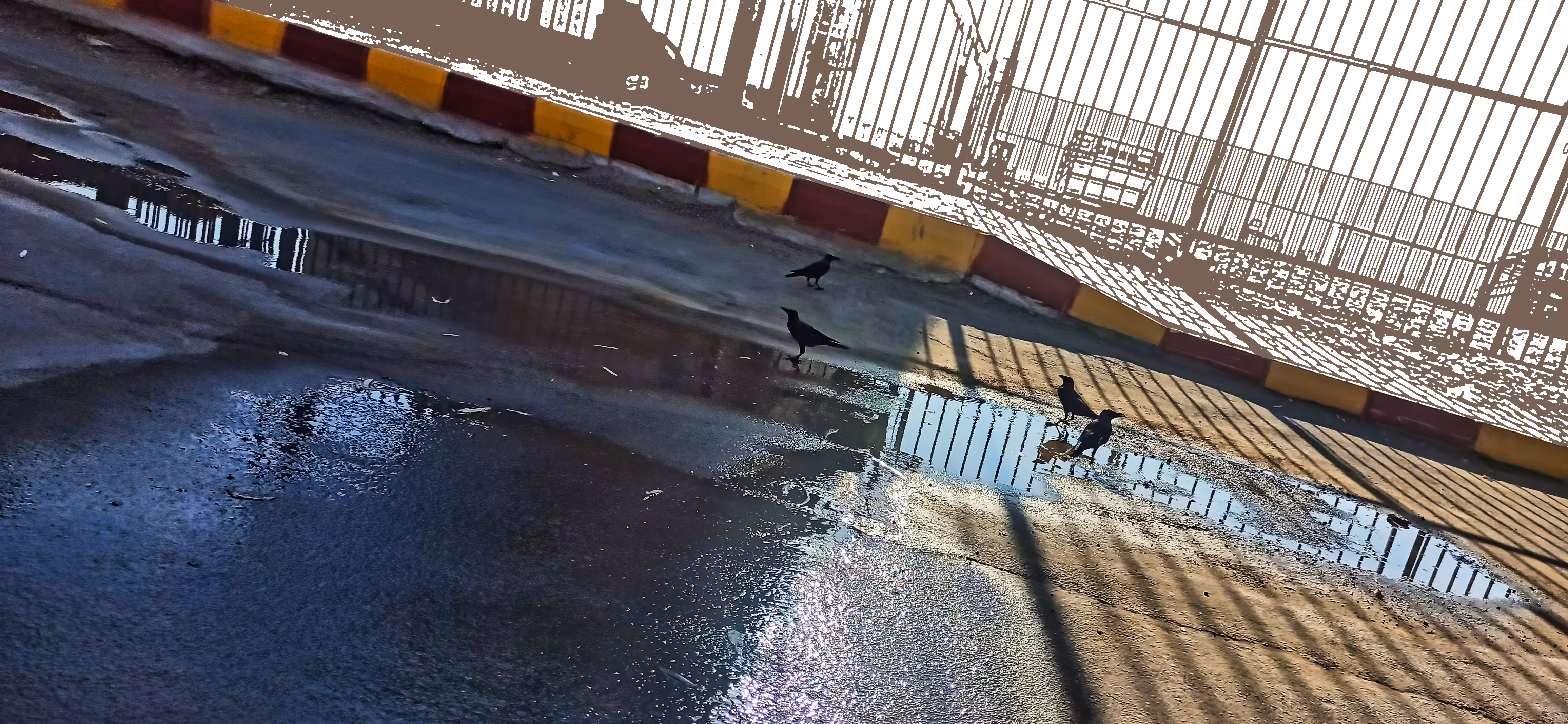 The thirsty crows of the beach