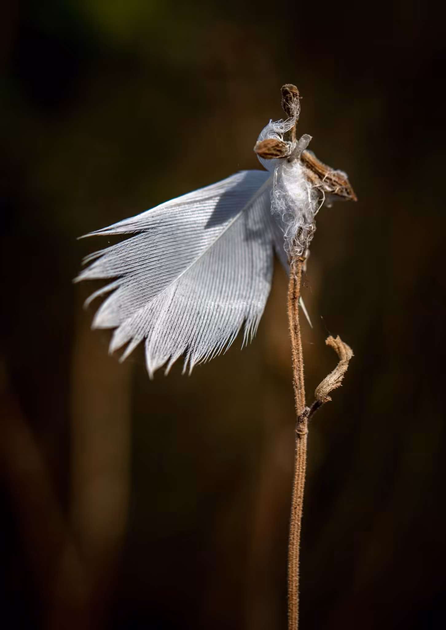 Nature's White Flag