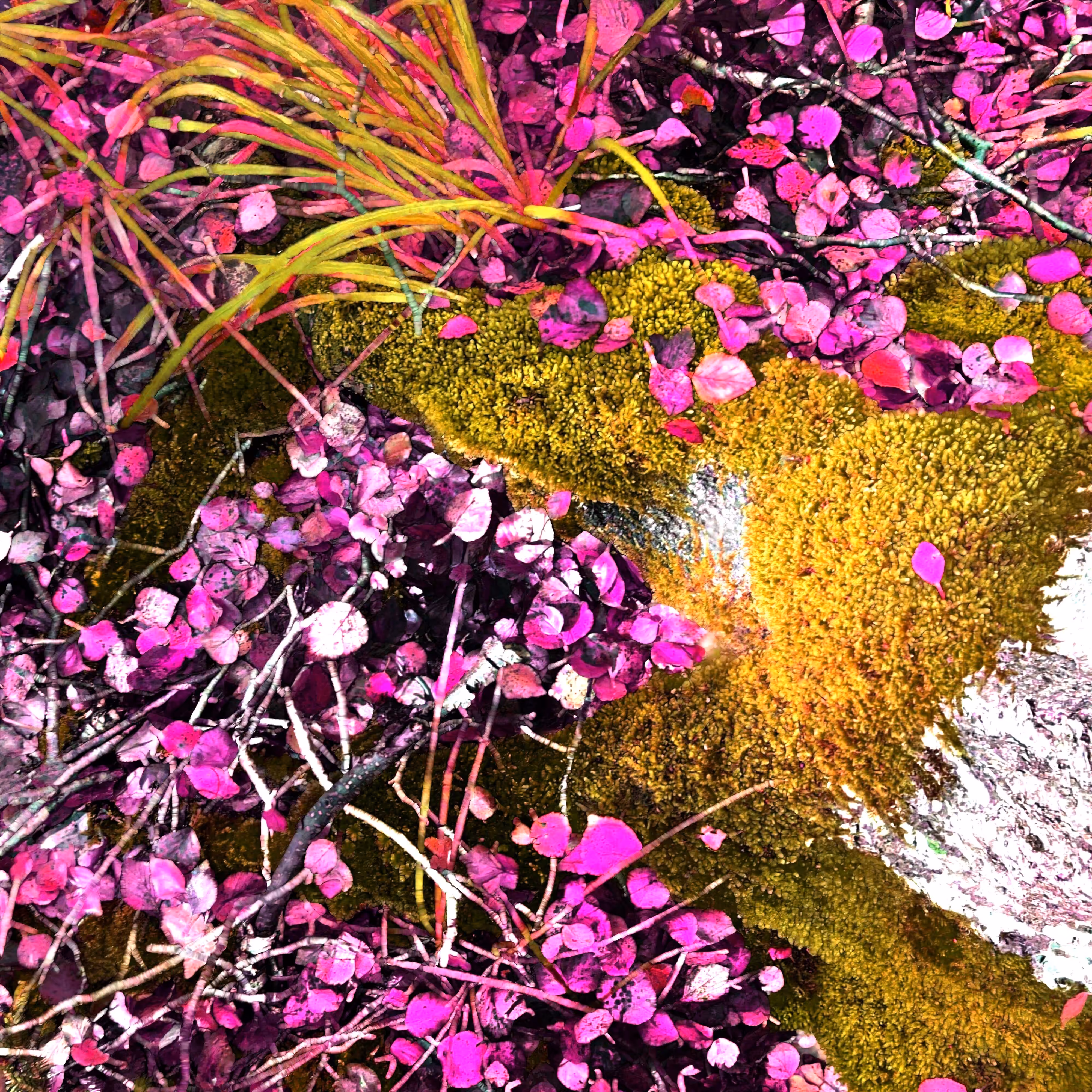 Autonomous Forest Plots: Plot u329hvjgg