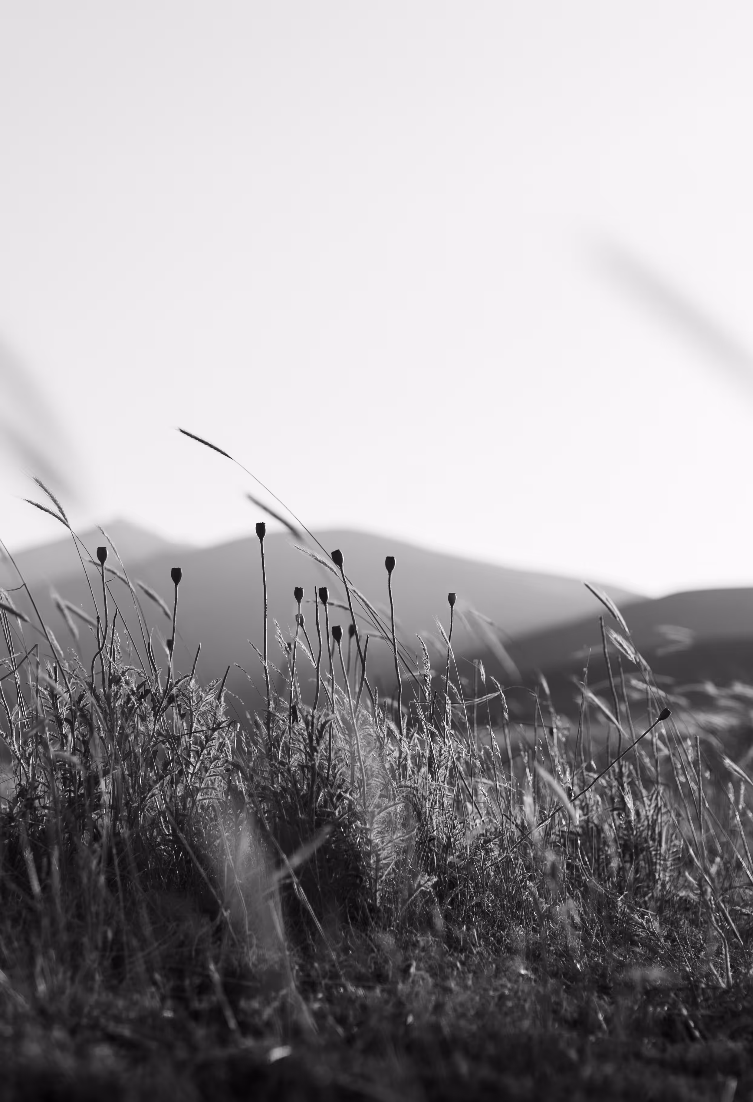 Violin Melody