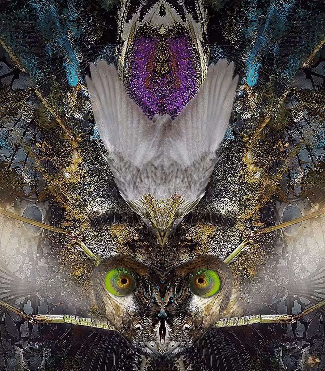 The Housefly