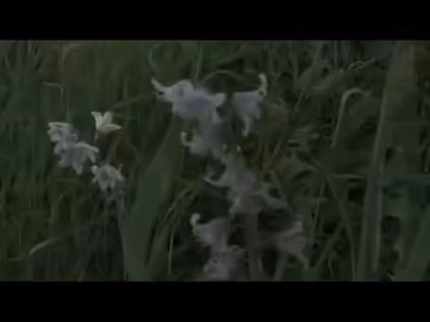 Song A Day: In the Forest