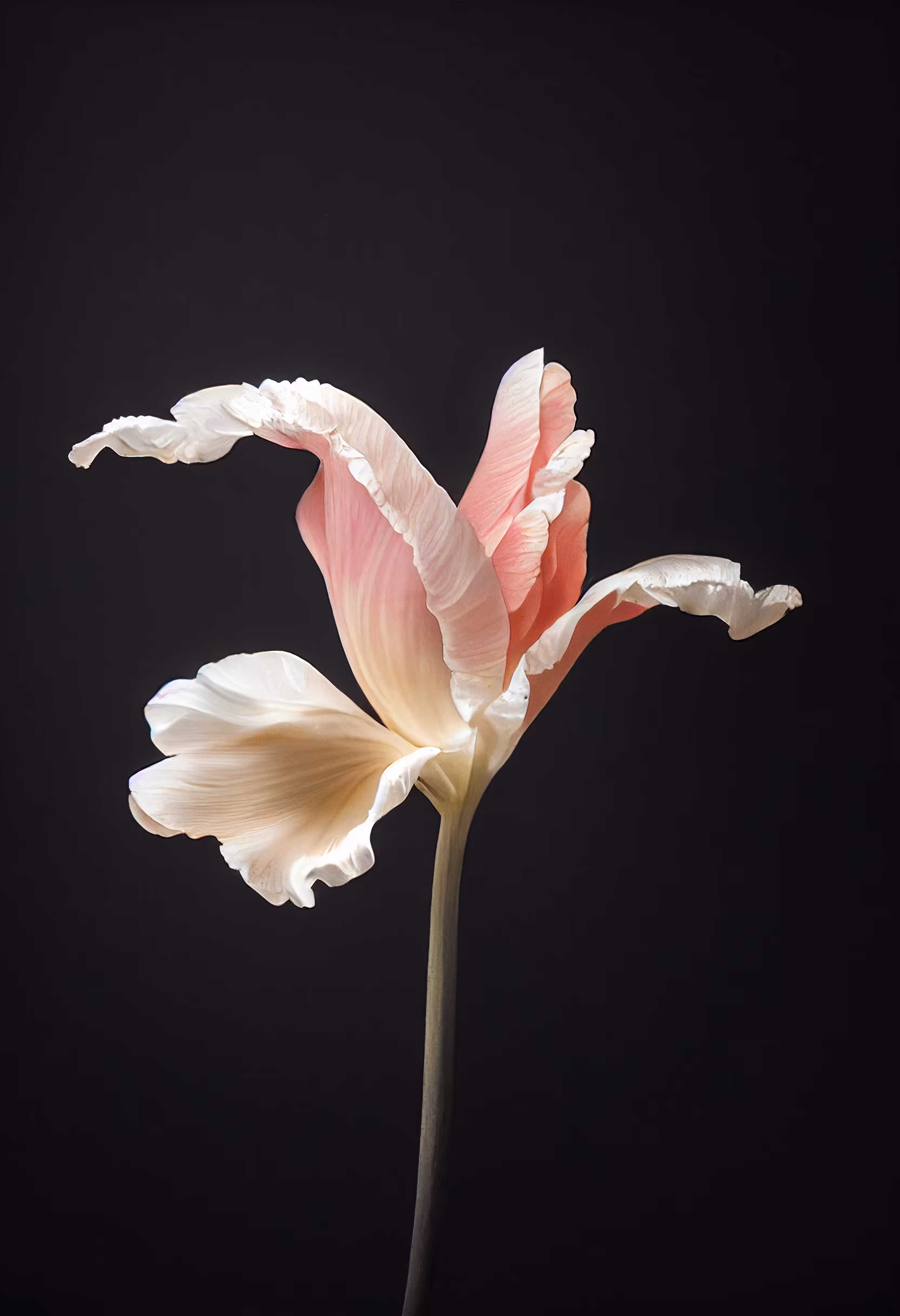 A Flower, Just For You. #209