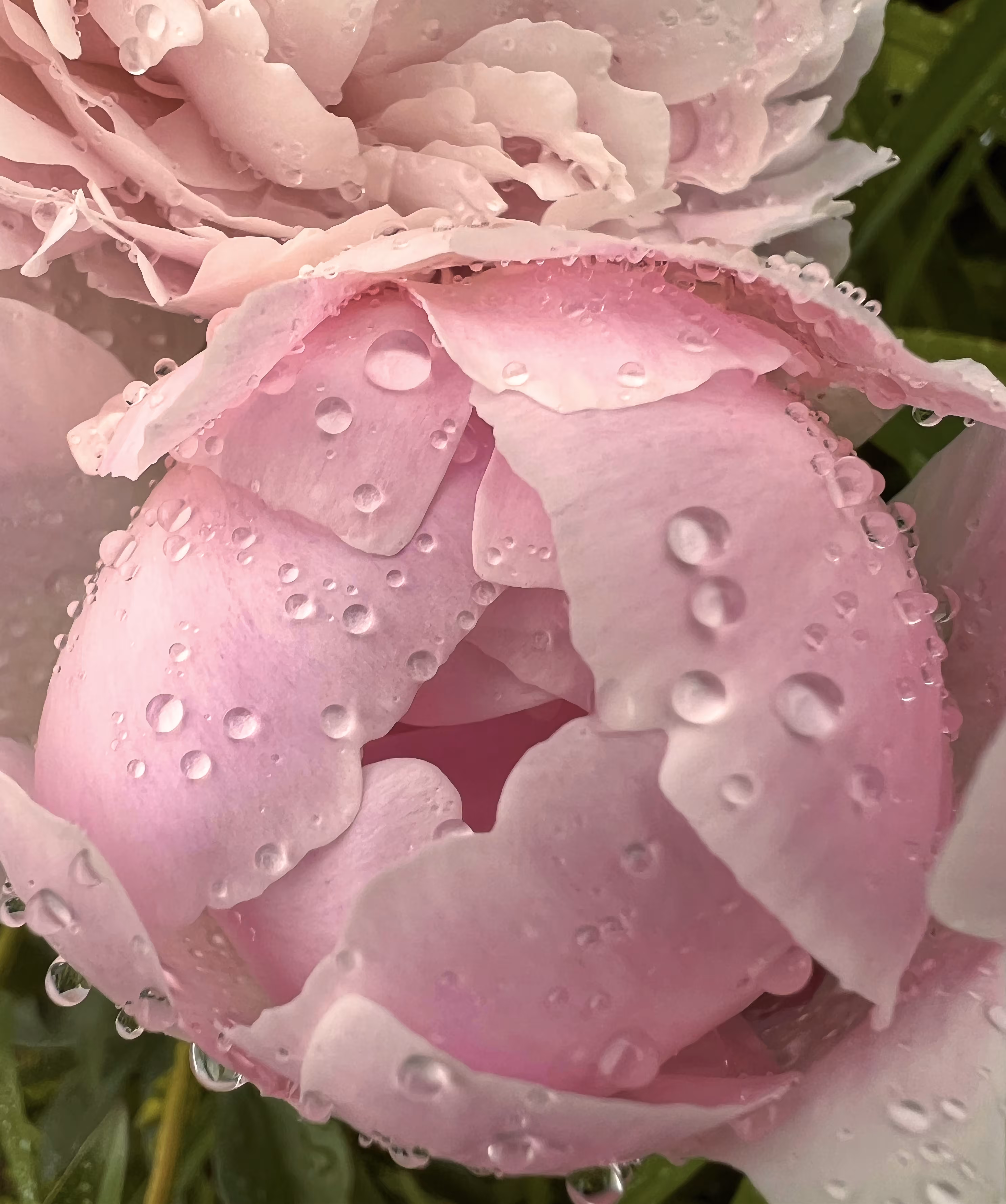 Peony Kiss