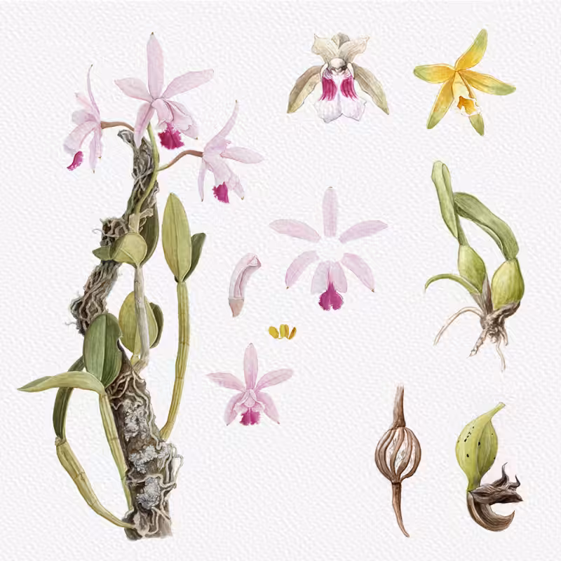 Botanical Illustration - Orchids 1 #15
