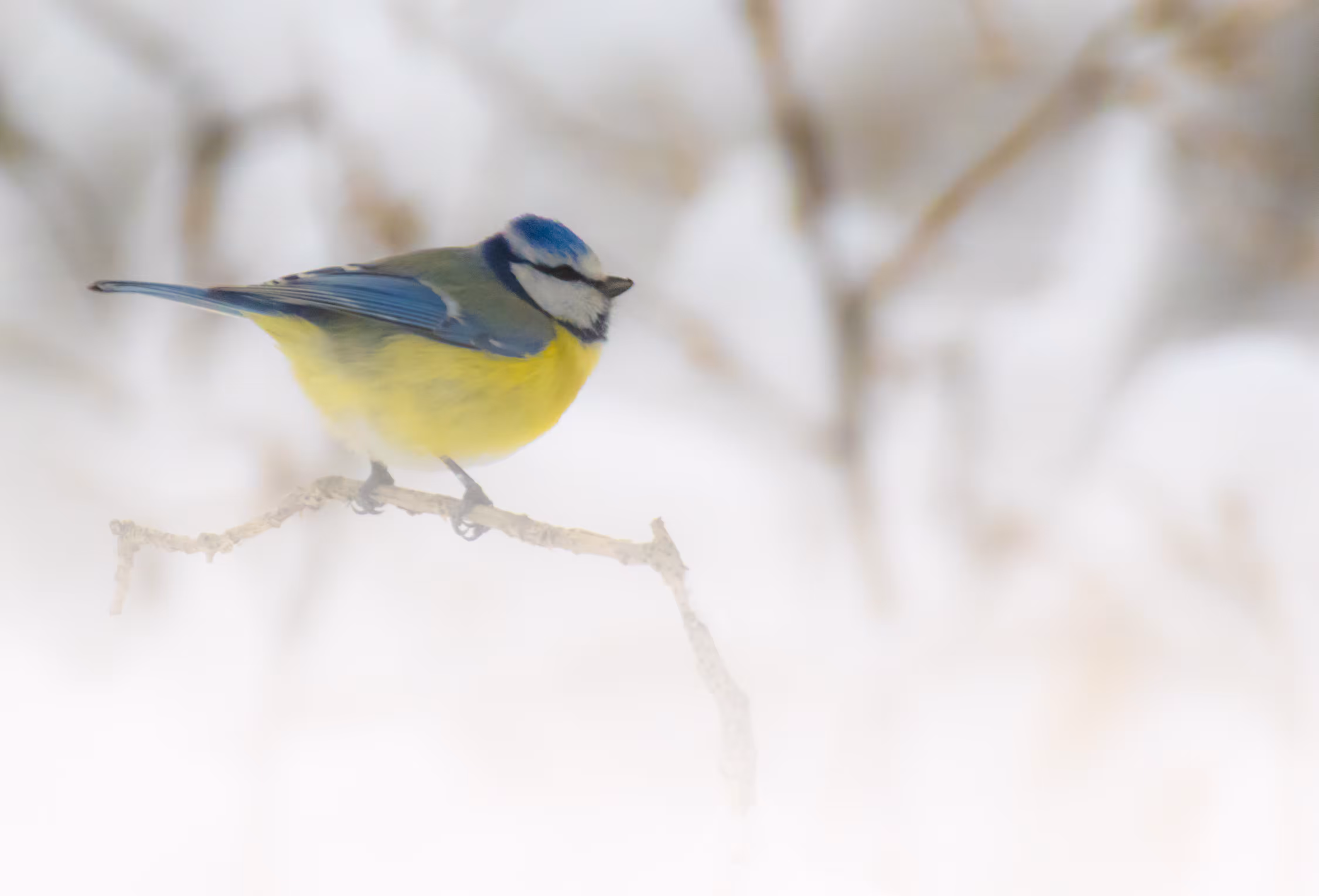 Eurasian Blue Tit