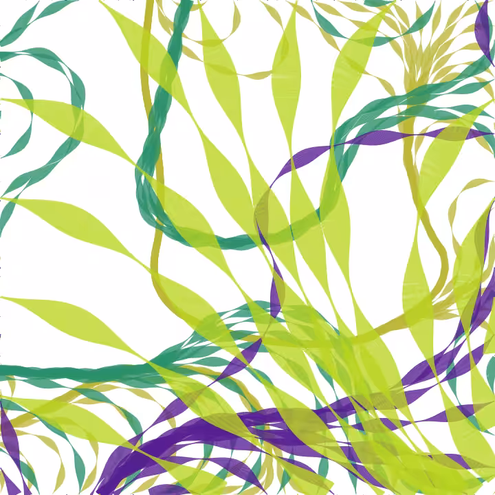Kelp