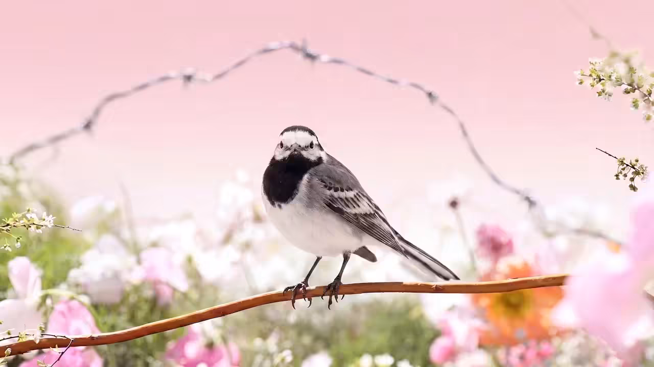 Birds Observations: Figaro, A Place Between