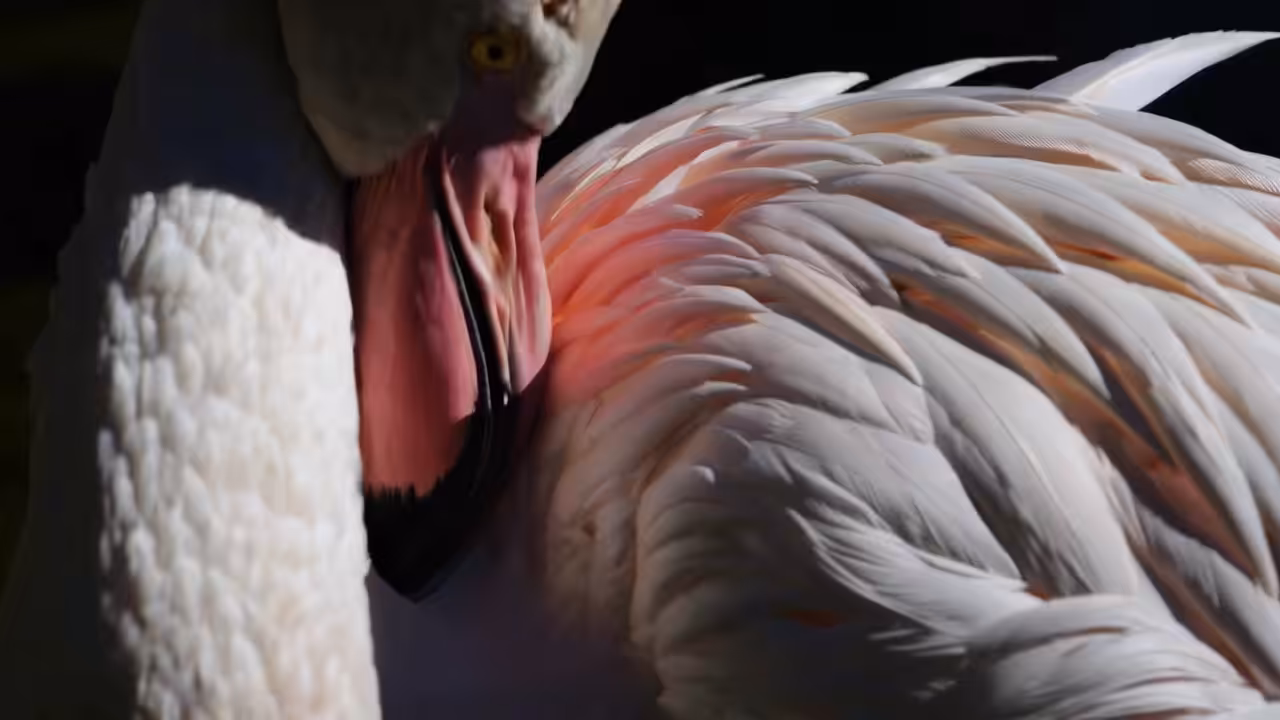 FLAMINGOS // Excerpt