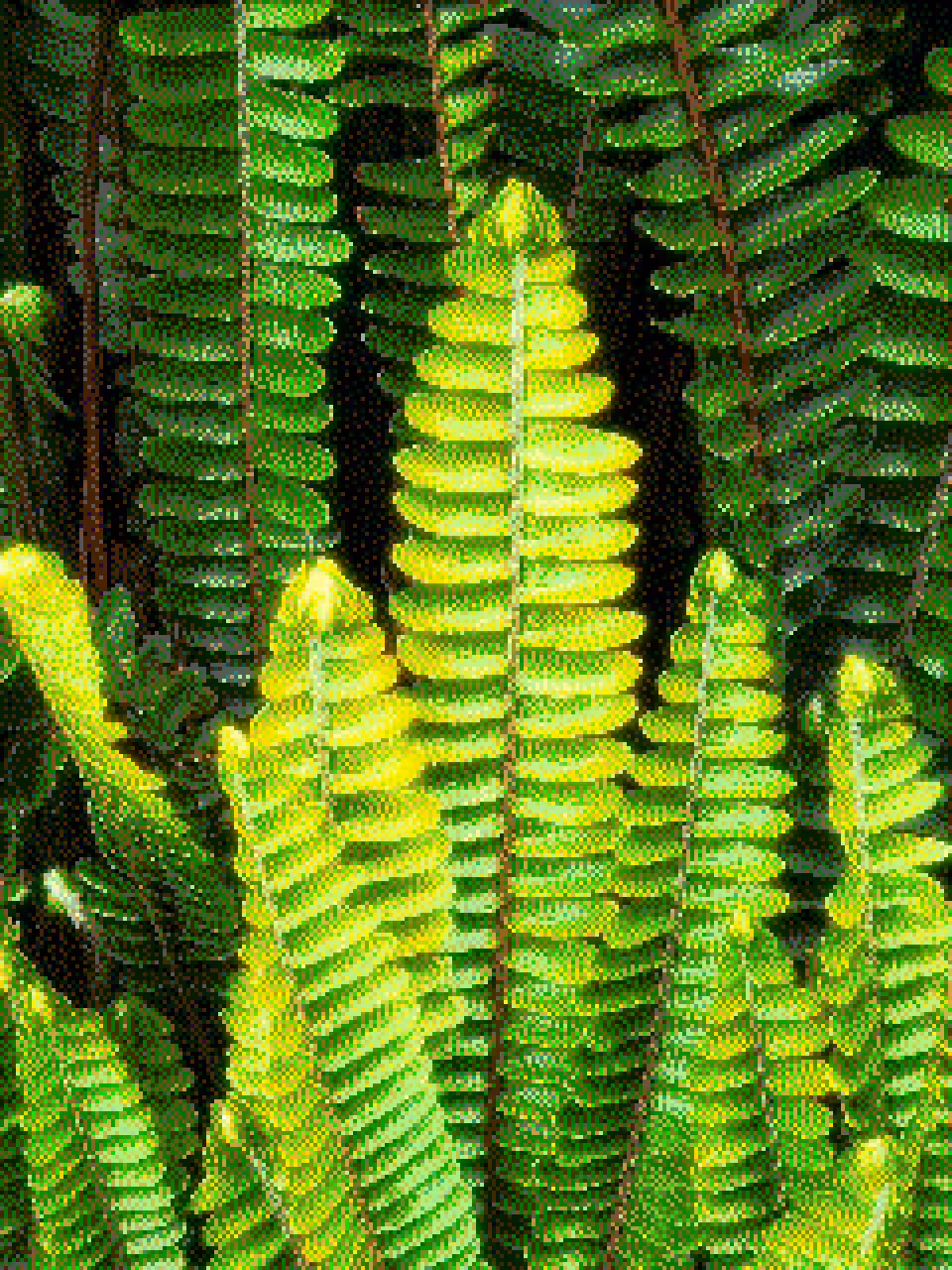 a robot's dream about human emotions: planta