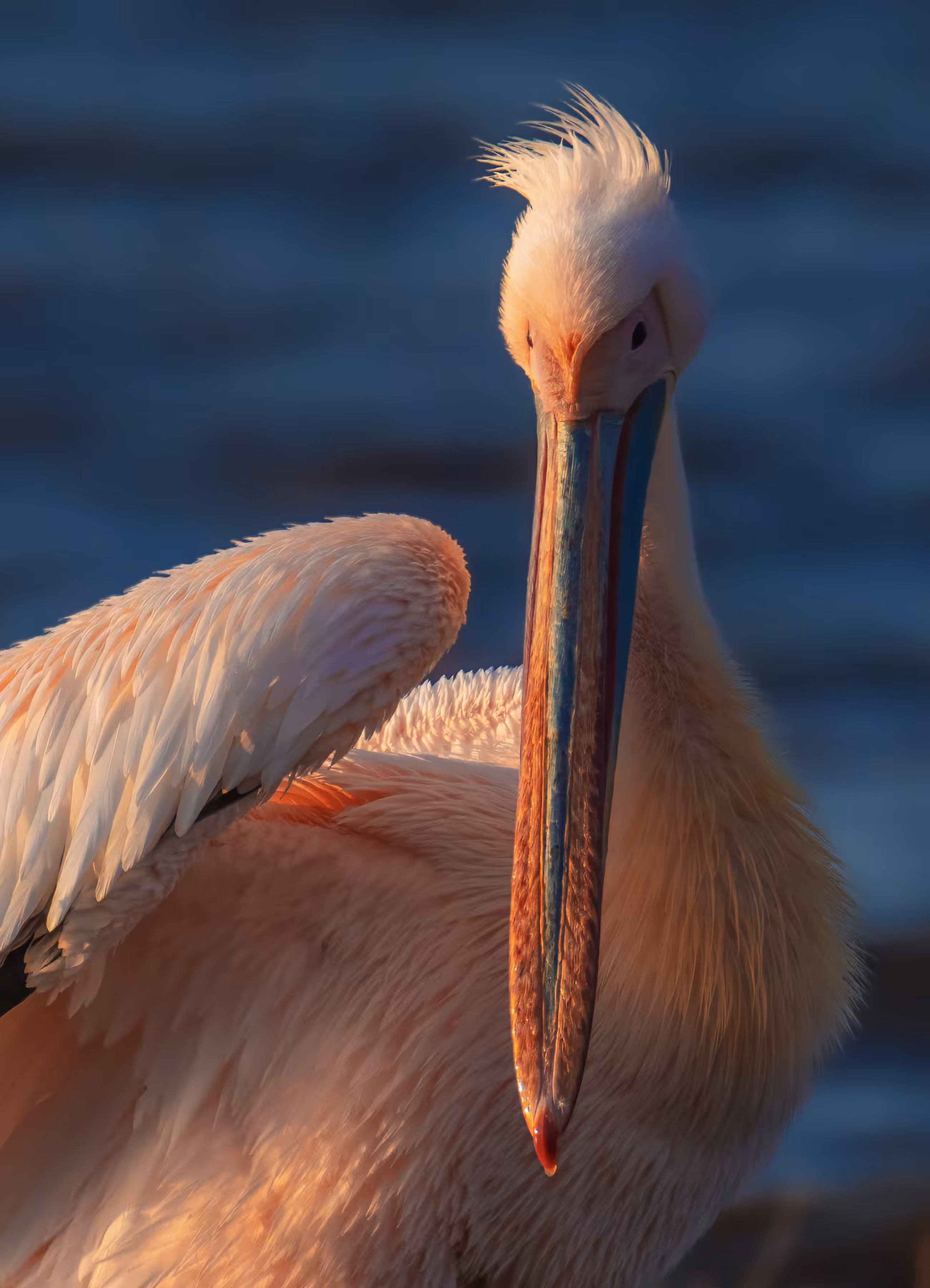 Great White Pelican