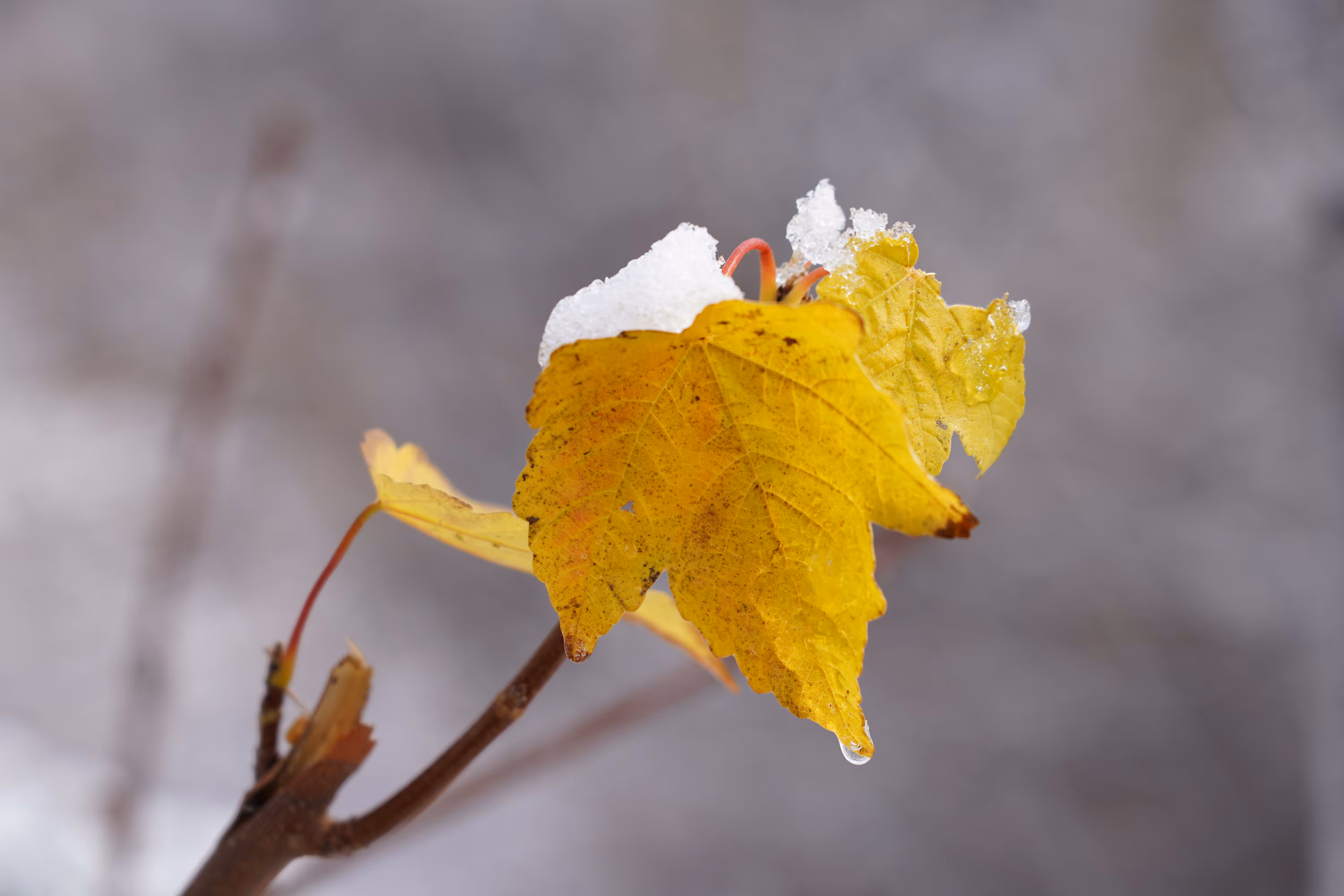 The Last Breath of Autumn