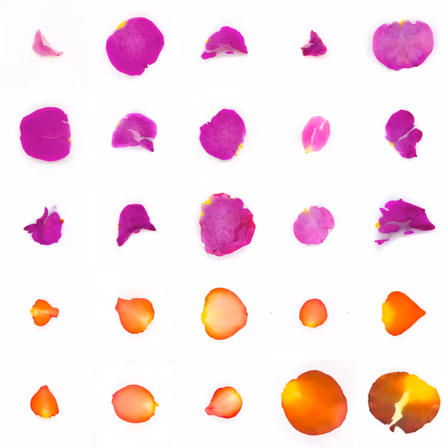 Infinite Petals 5x5#20020