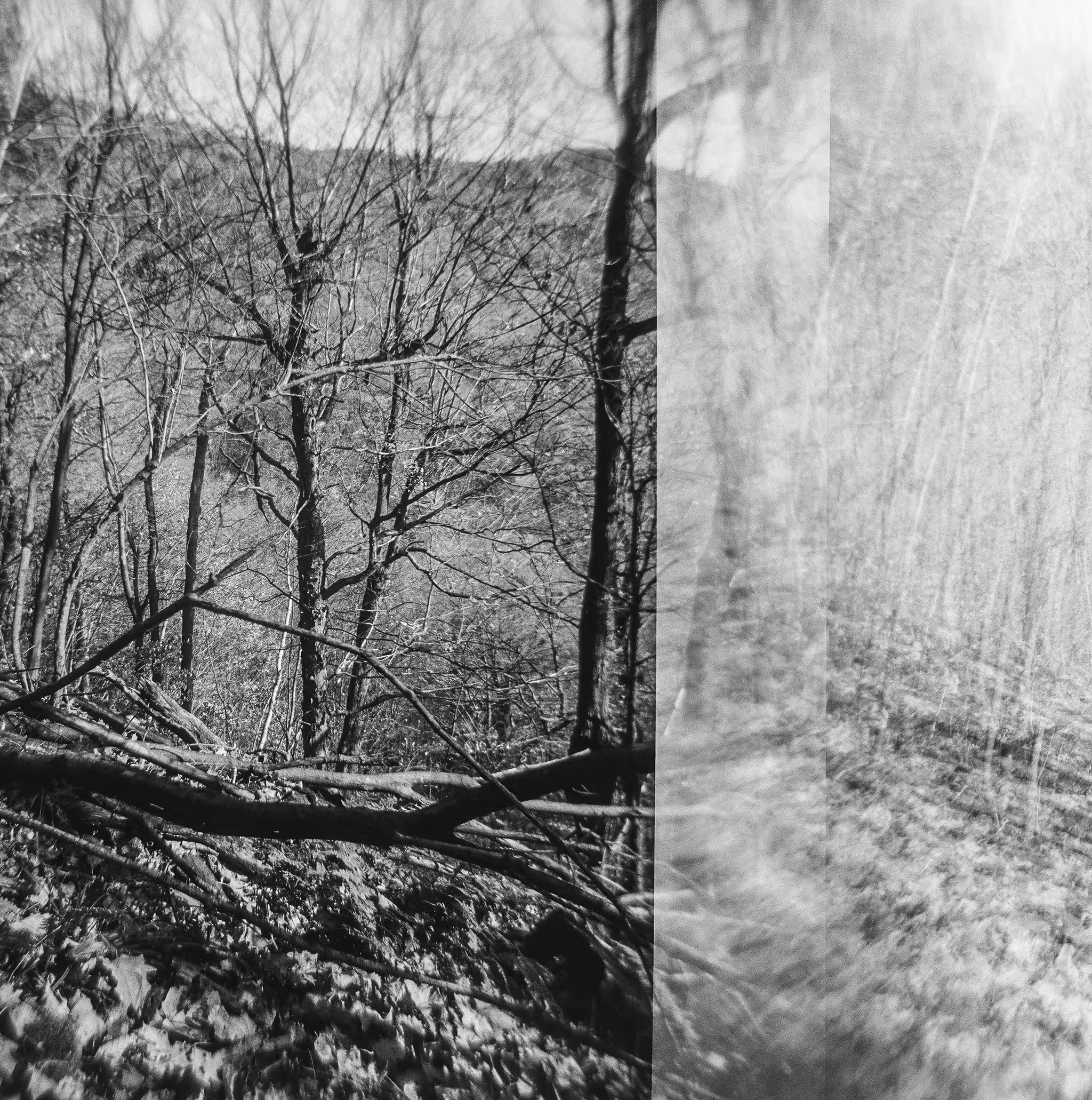 Nature Charcoals III
