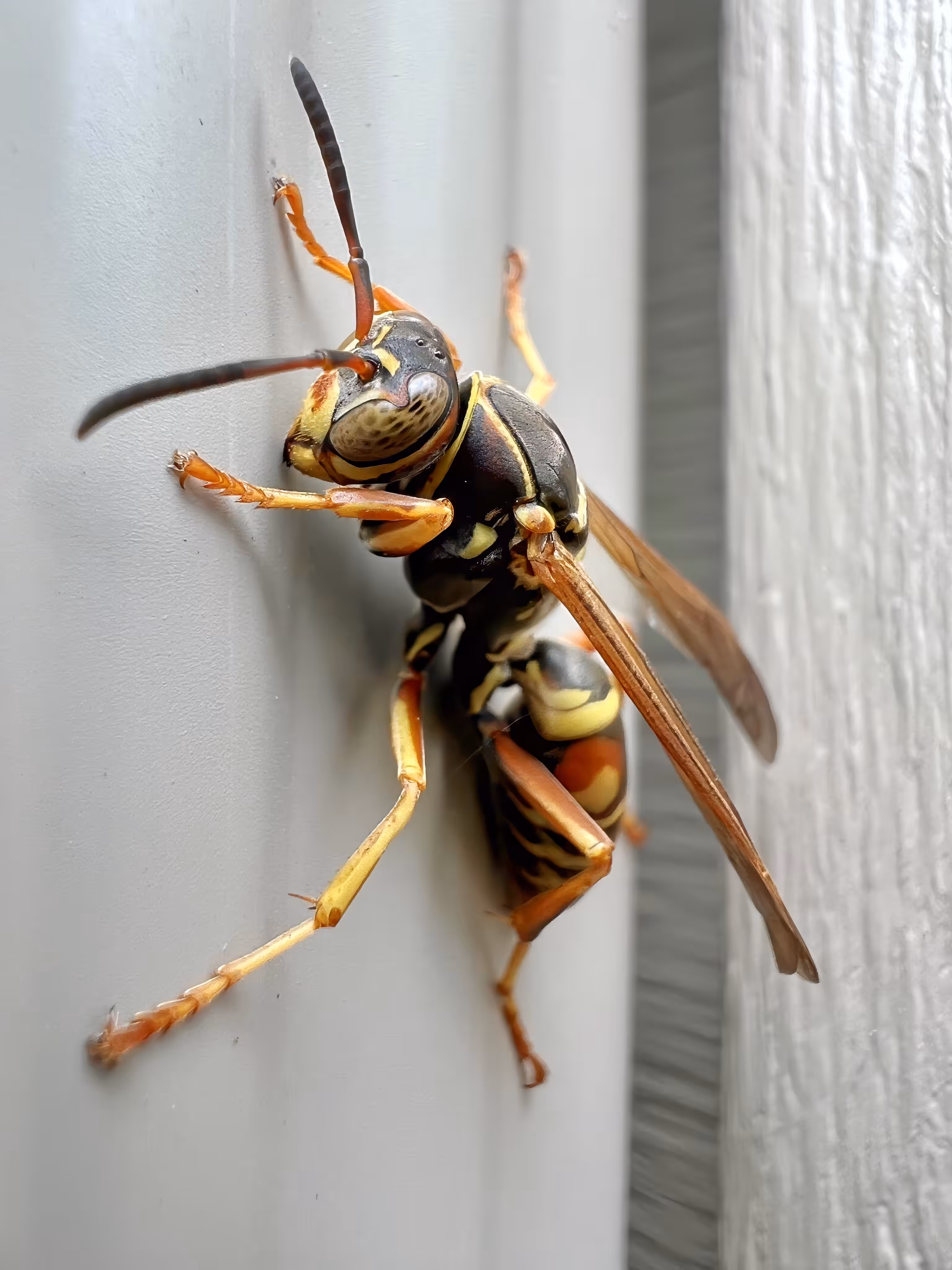 #OneToadPhotography: Paper wasp