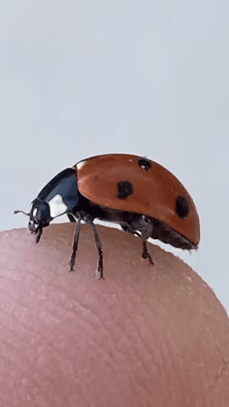 Coccinellidae