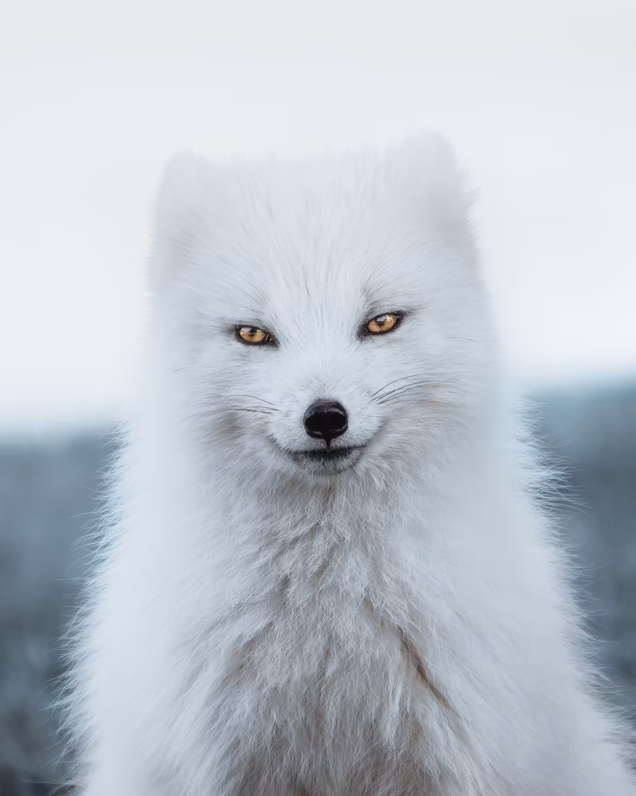 The Guardian III
