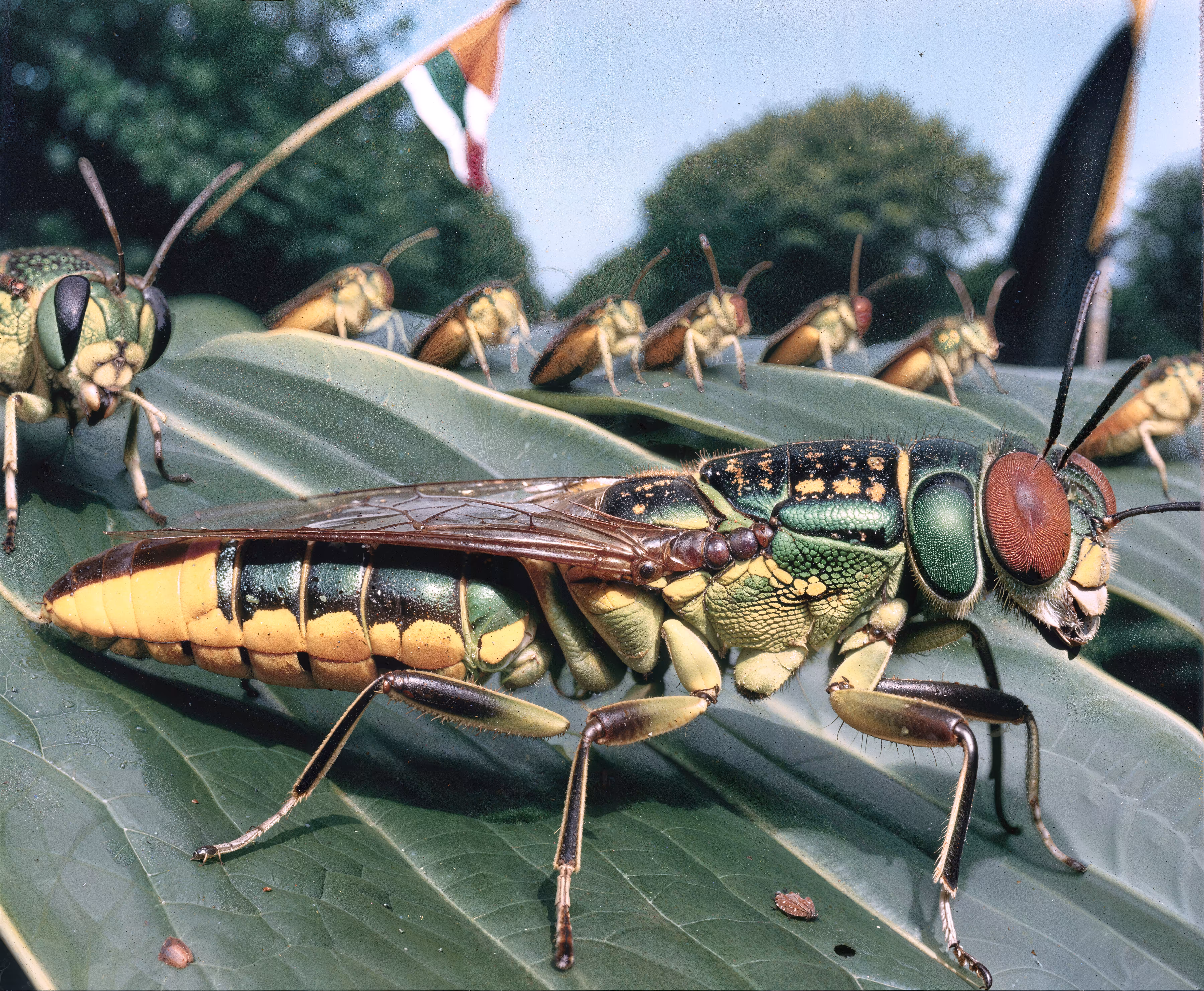 The Big Fly