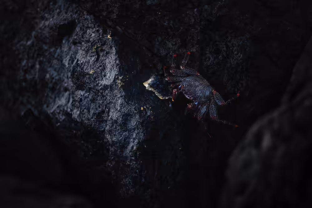 The Crab