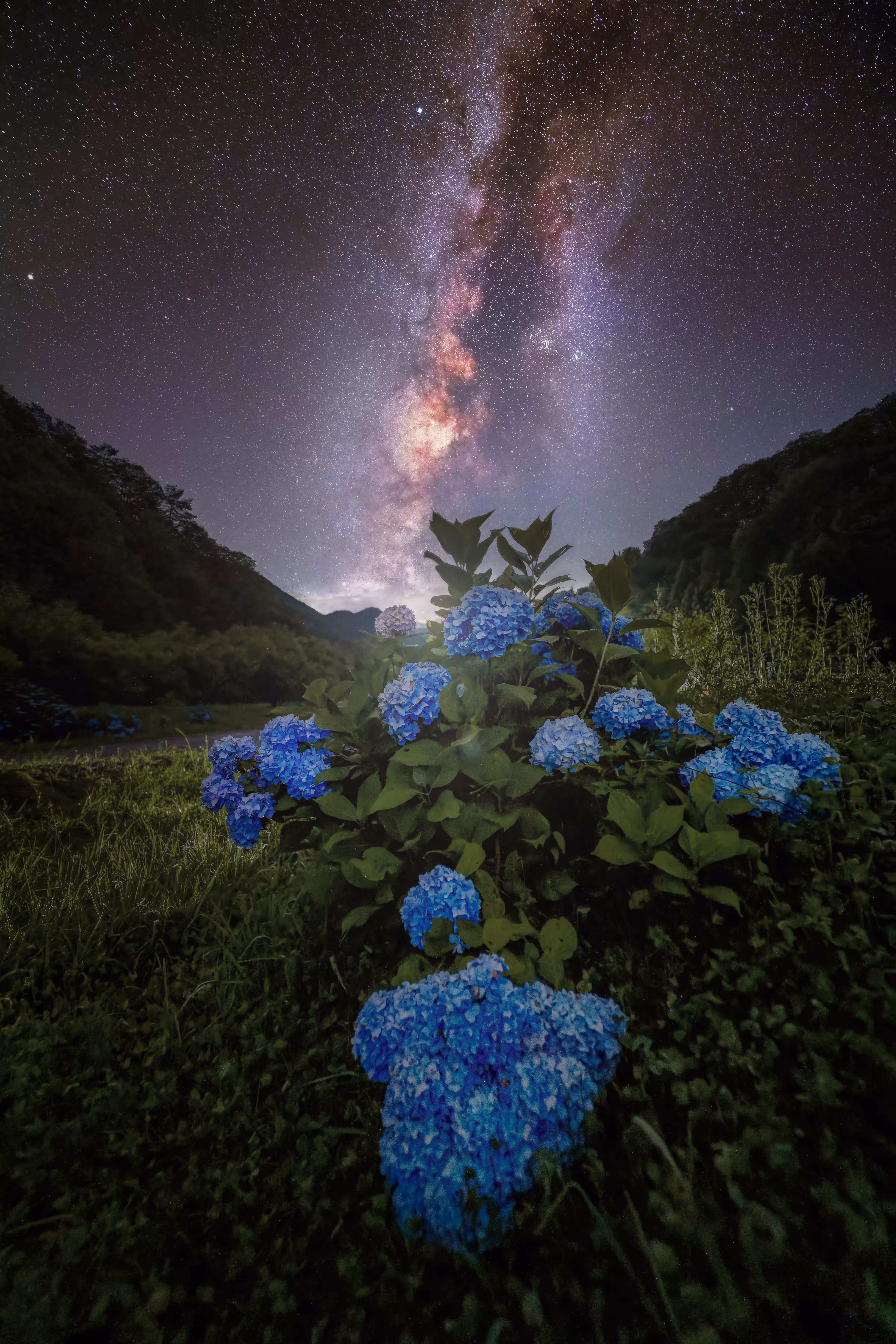 Starry Flower