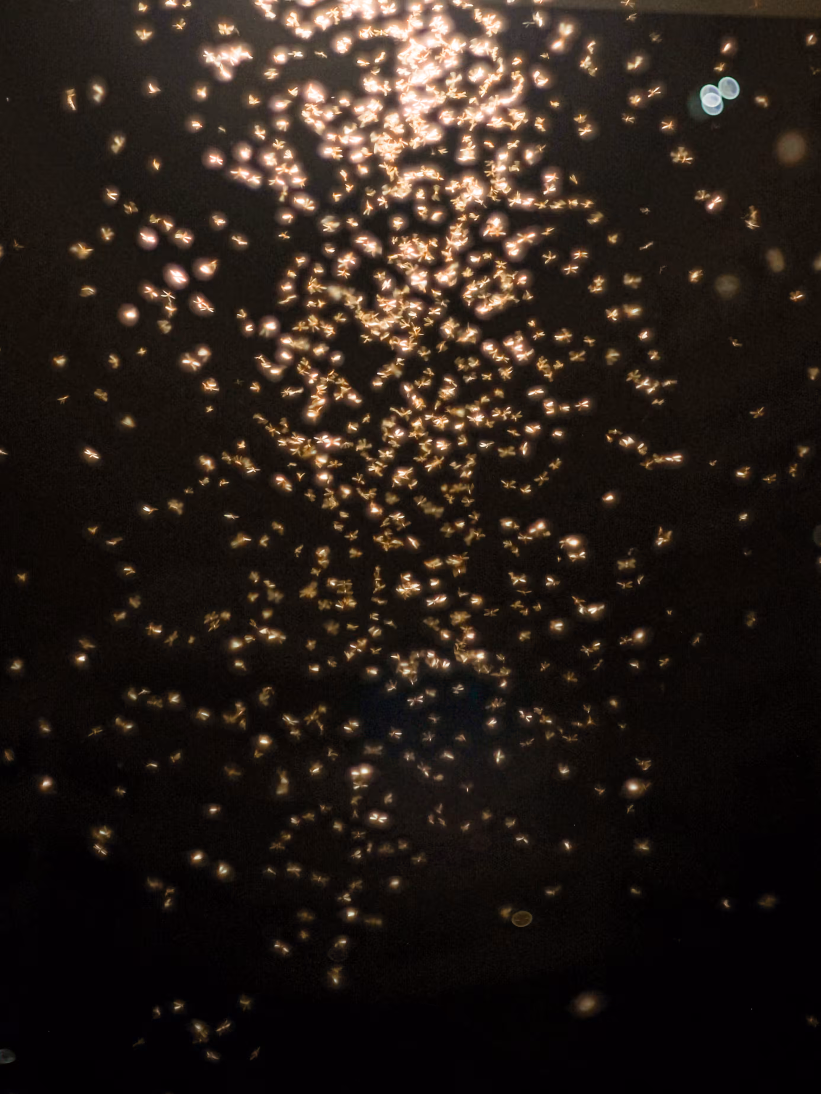 Mosquito Cloud