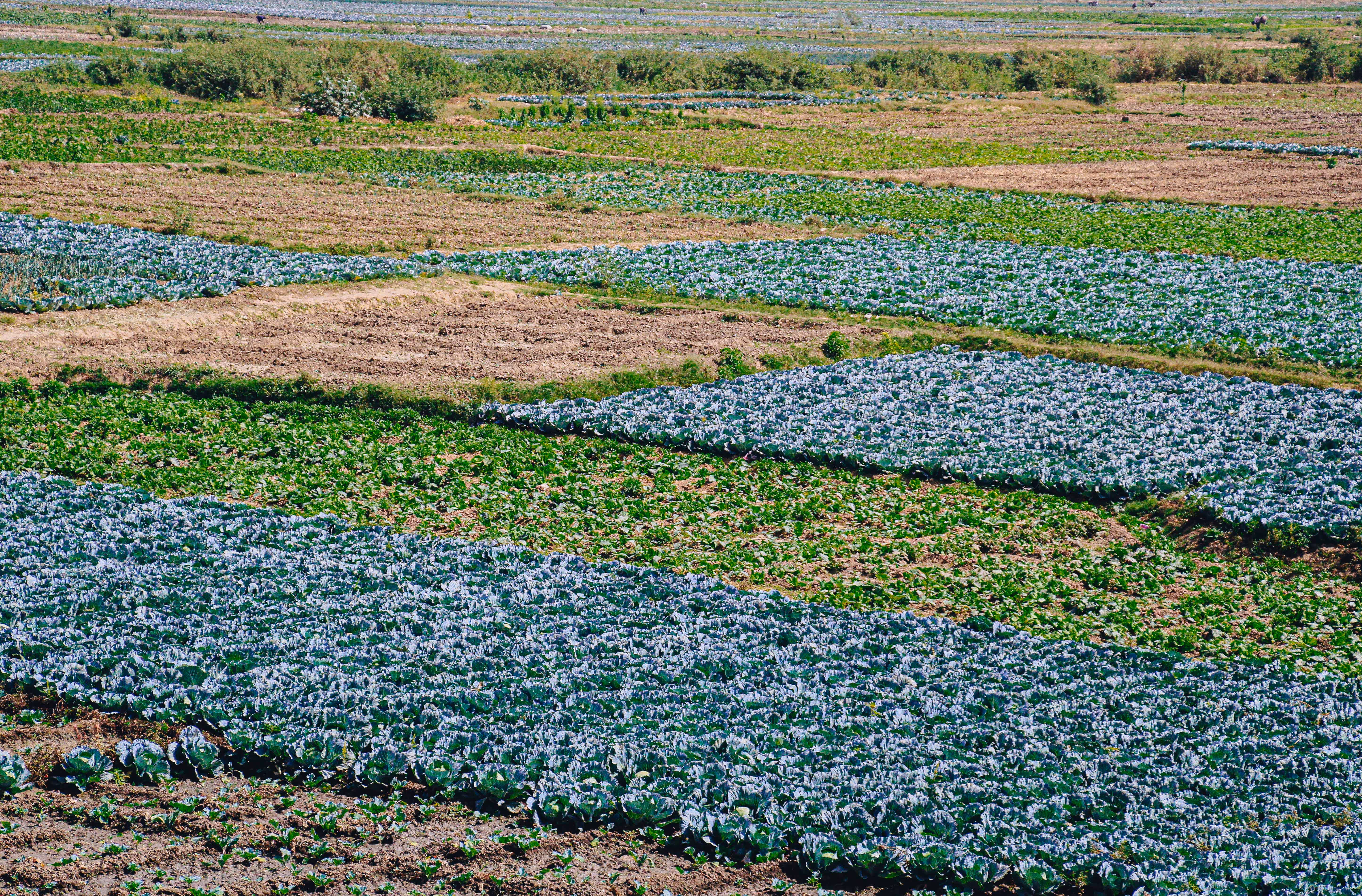 Beauty of Farming