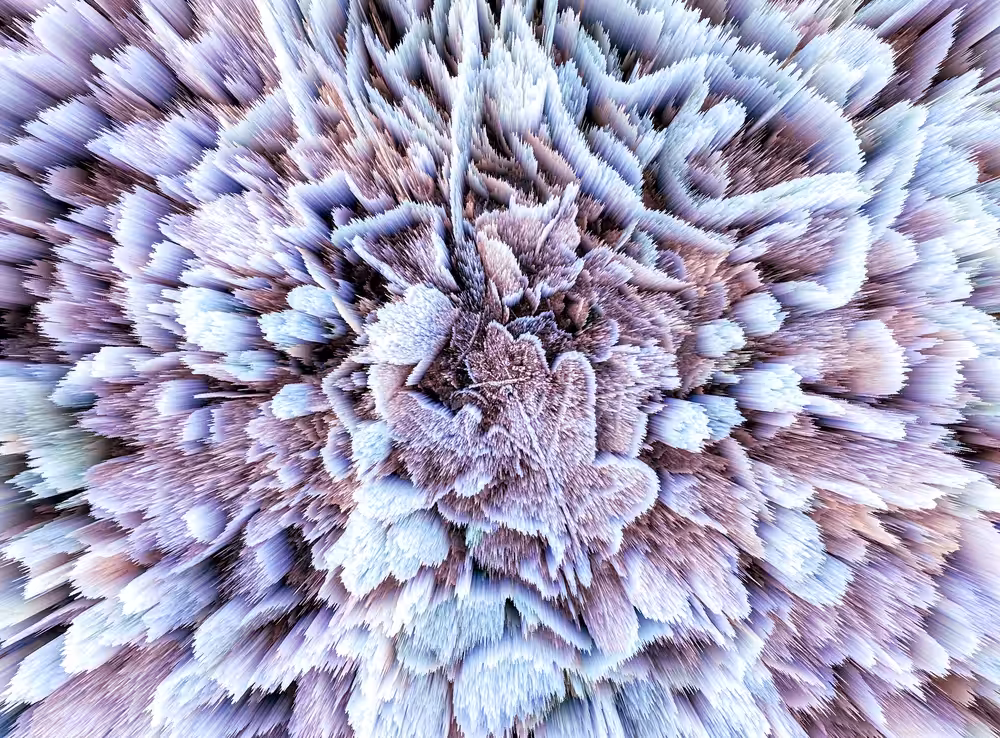 Frozen Foliage #1