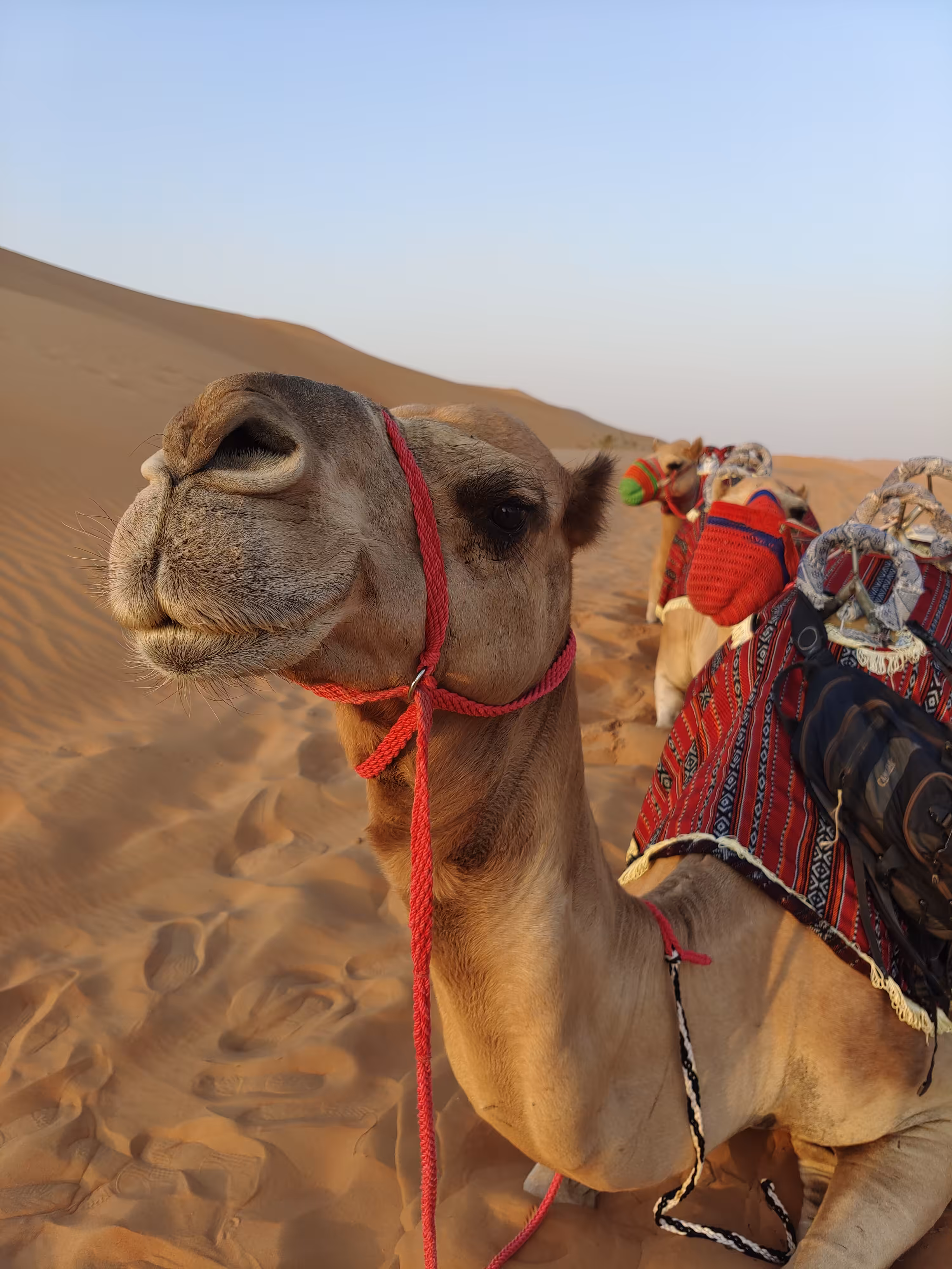 Camel
