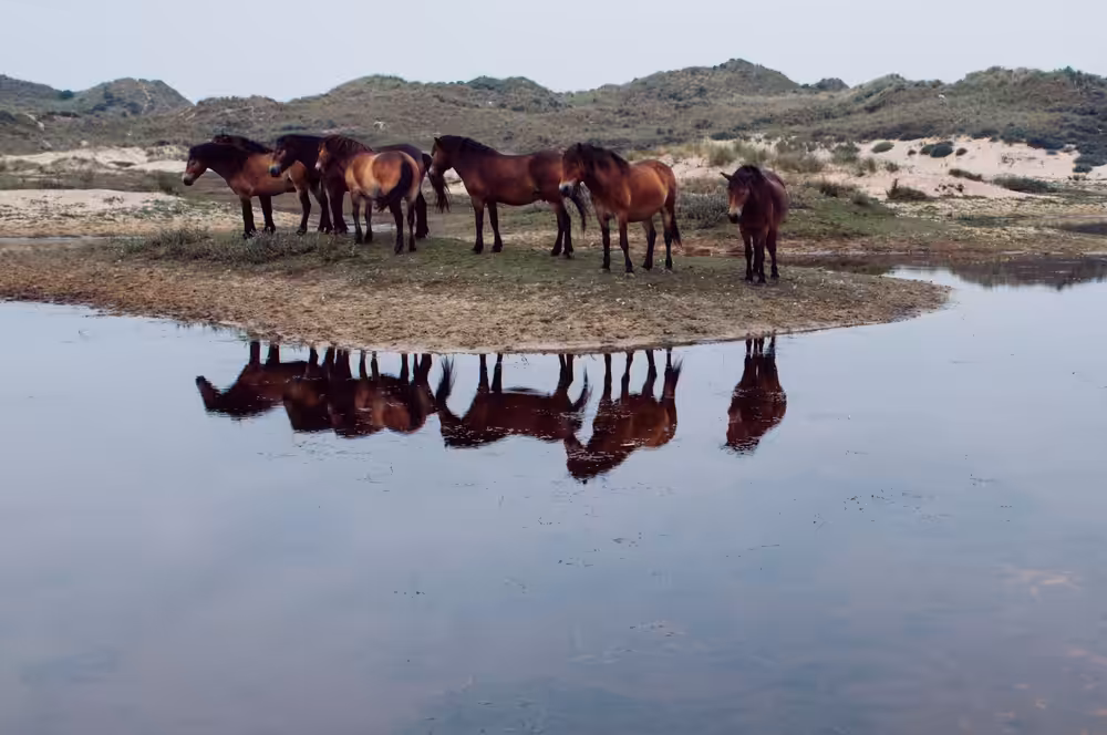 Ponies of Terchelling #1