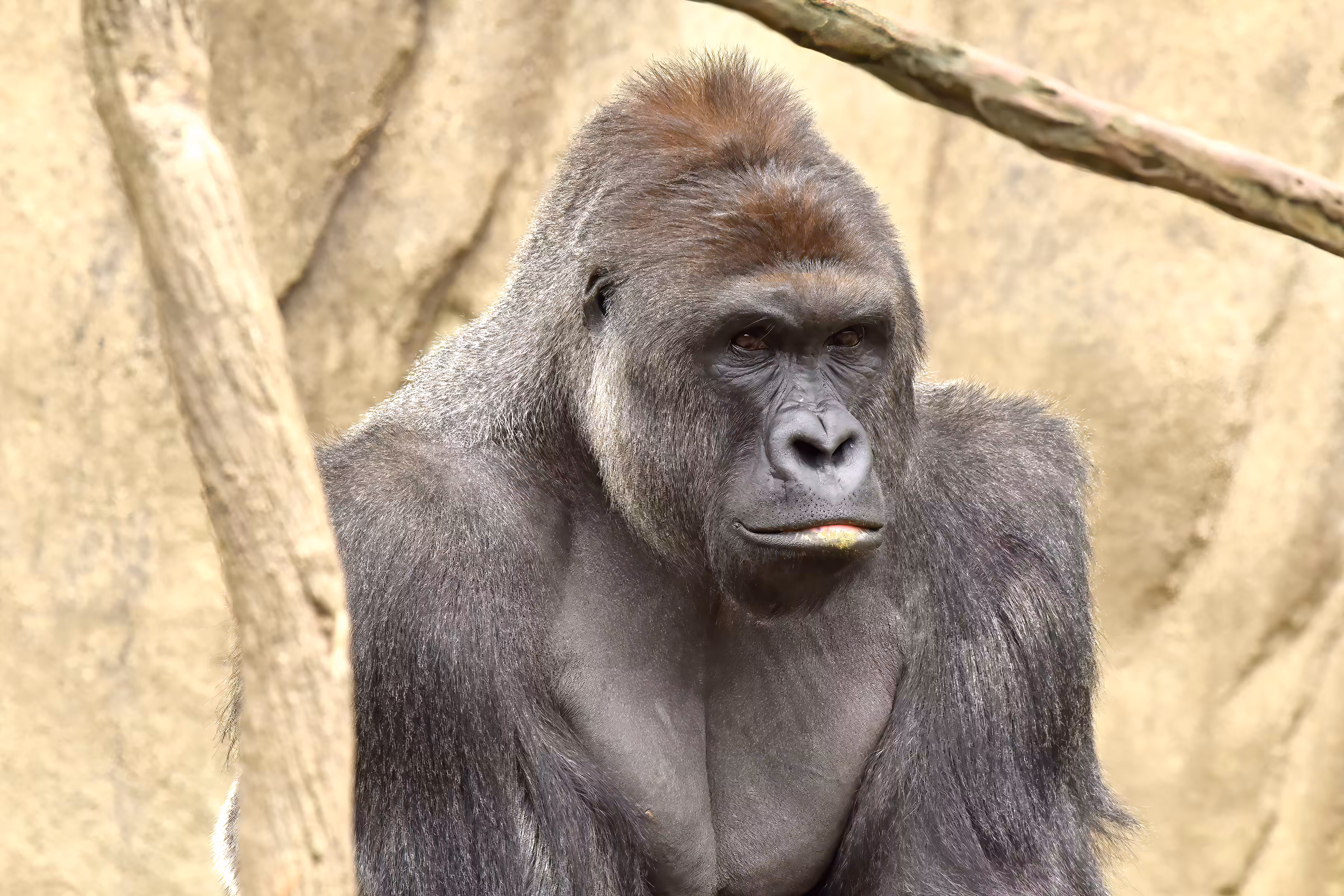 HARAMBE: LEGENDS #603