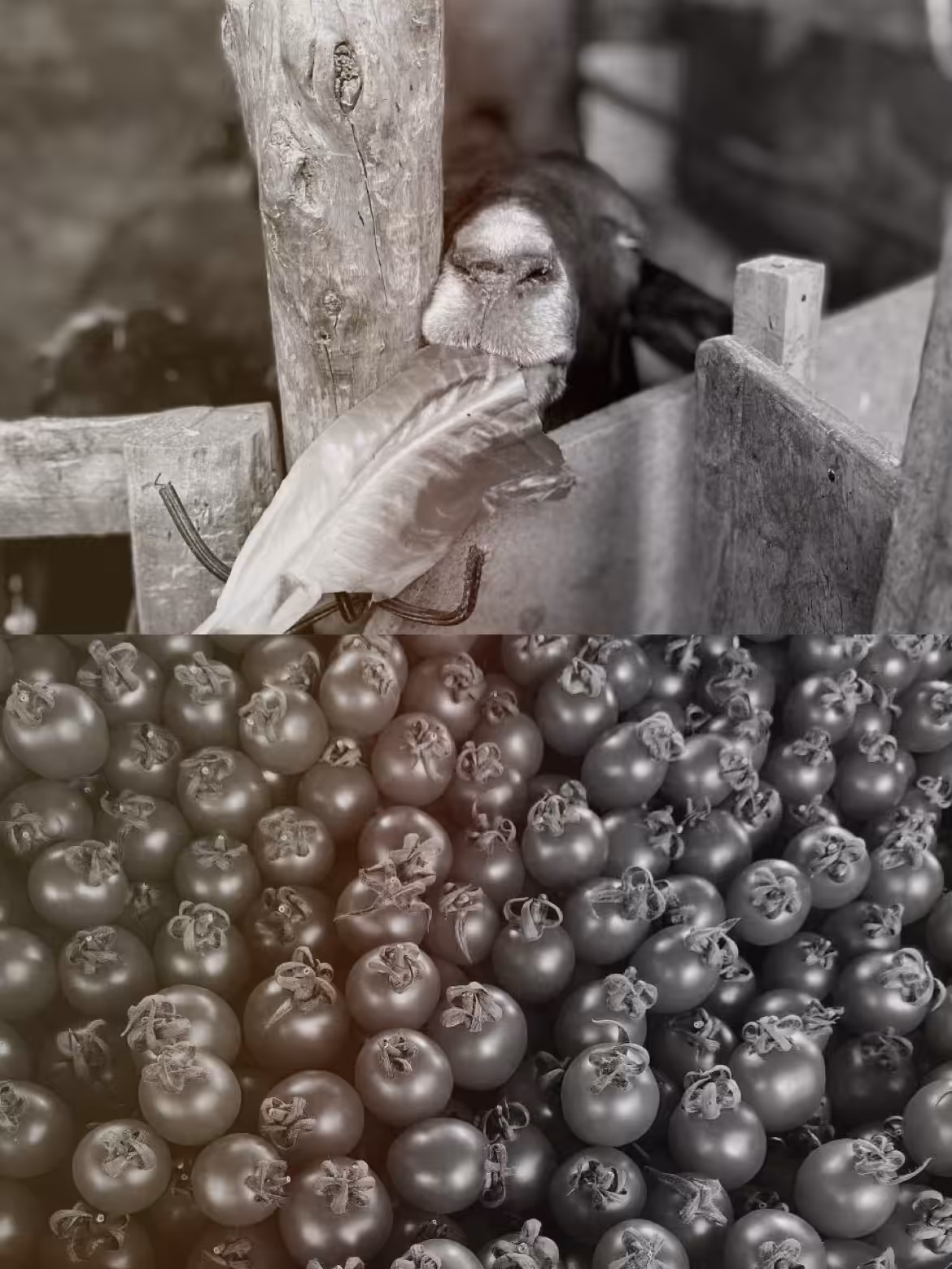 Gray moments: What do you eat?
