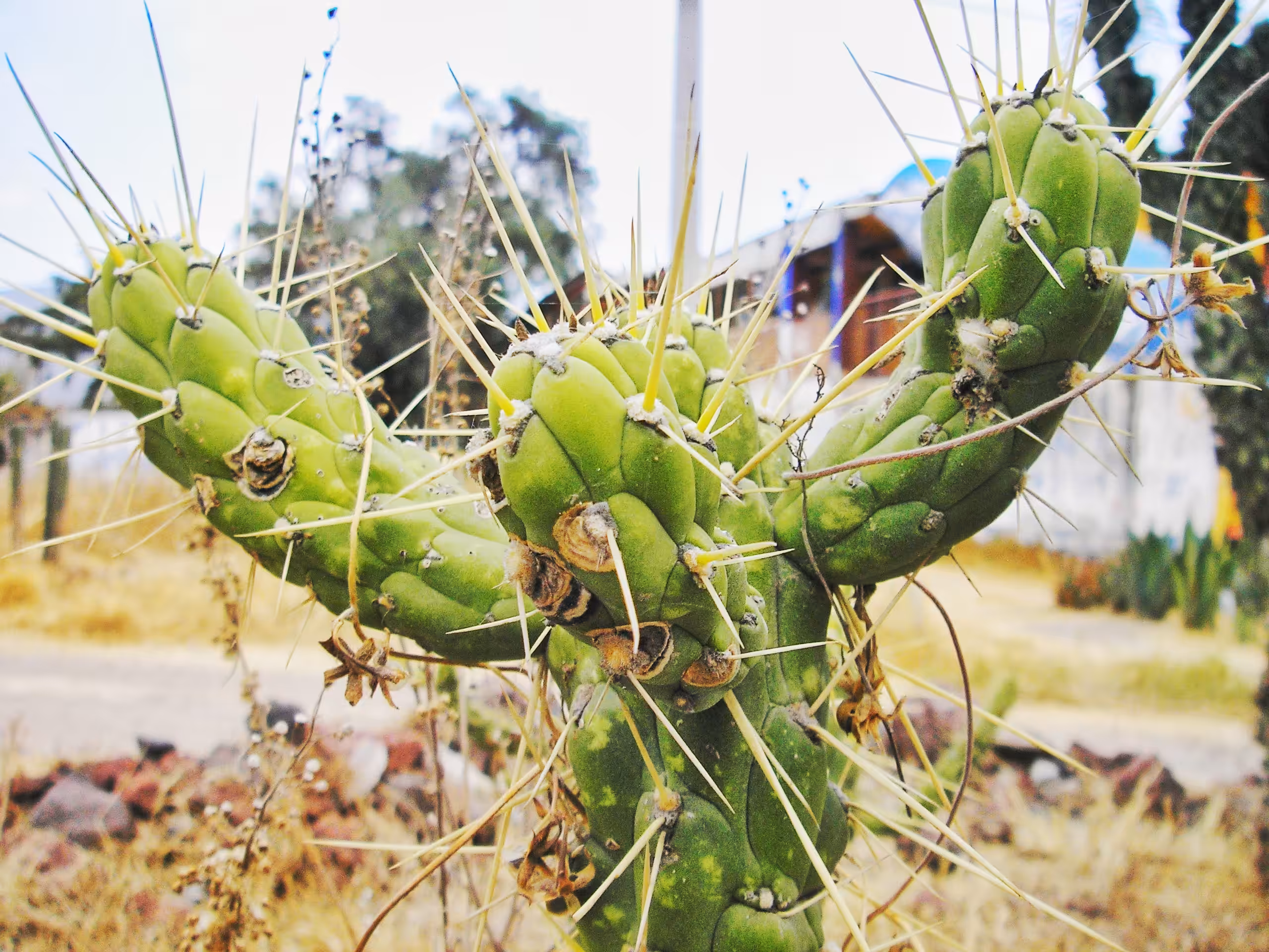 Protective Spikes