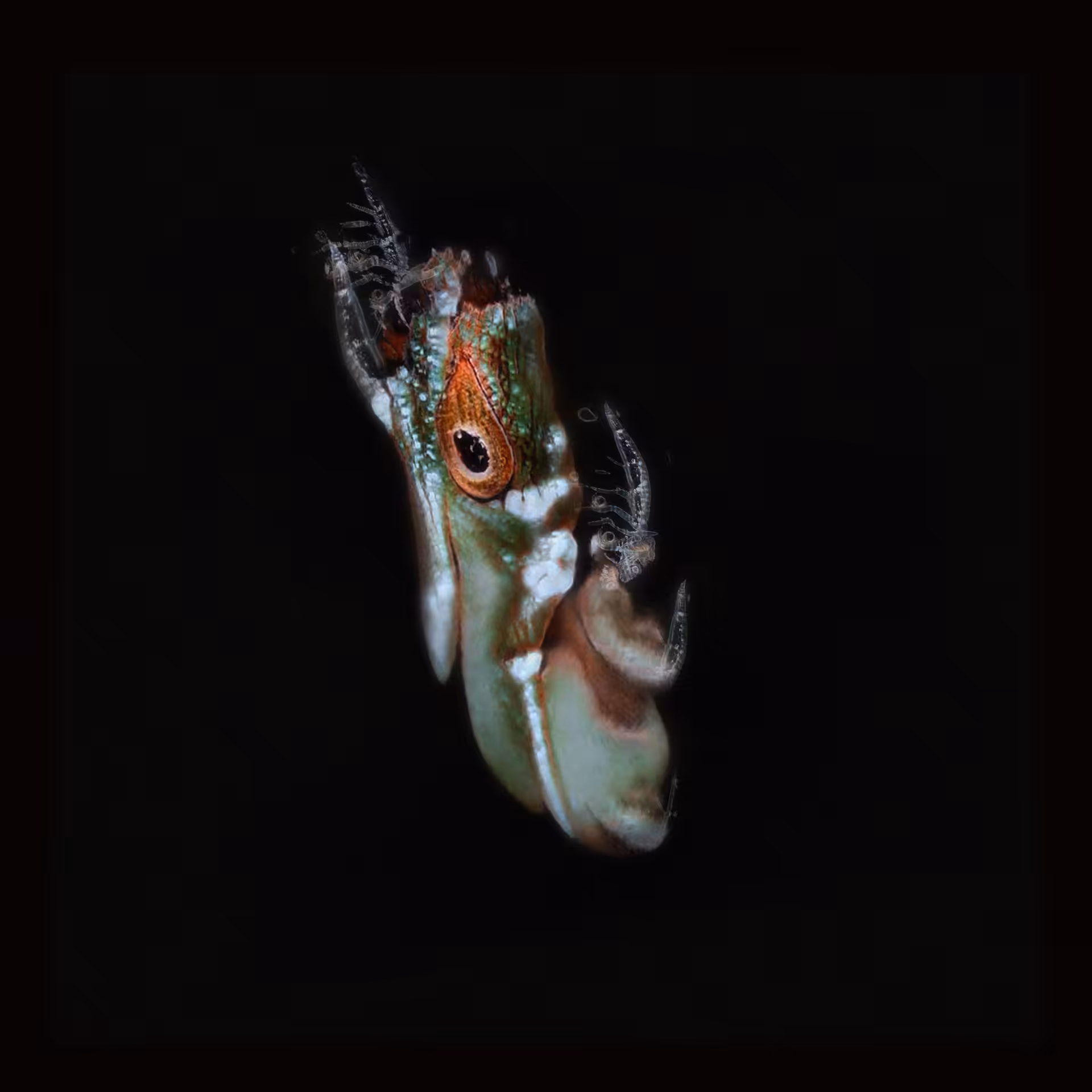 Sperma 74
