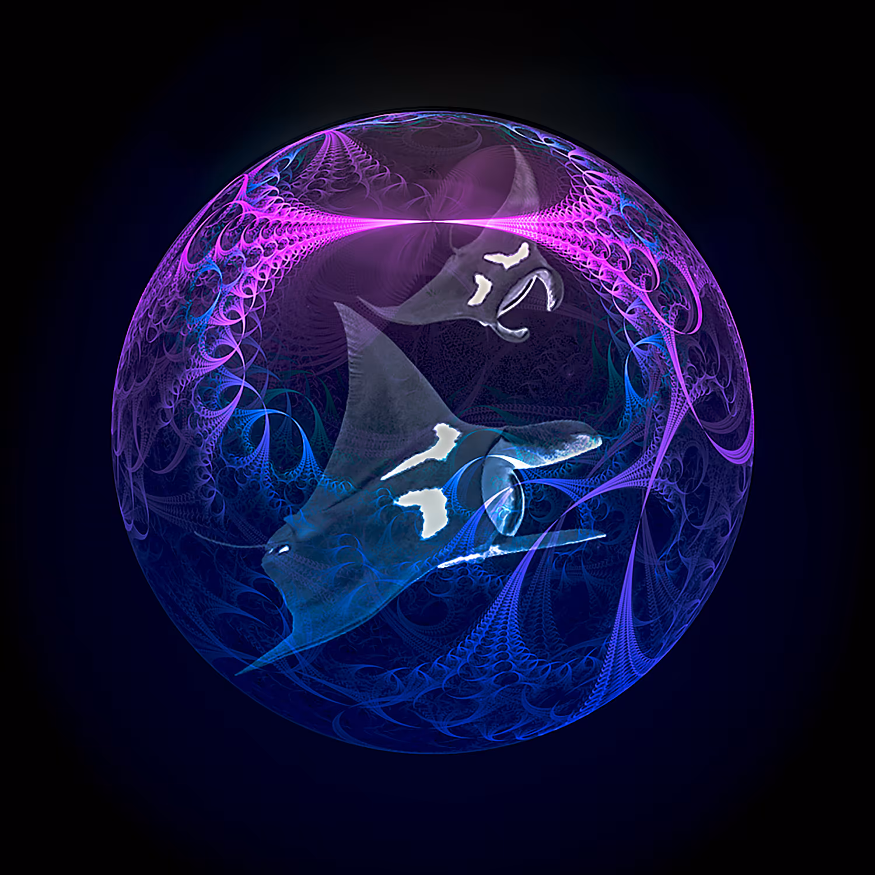 Manta Ray, the Observer