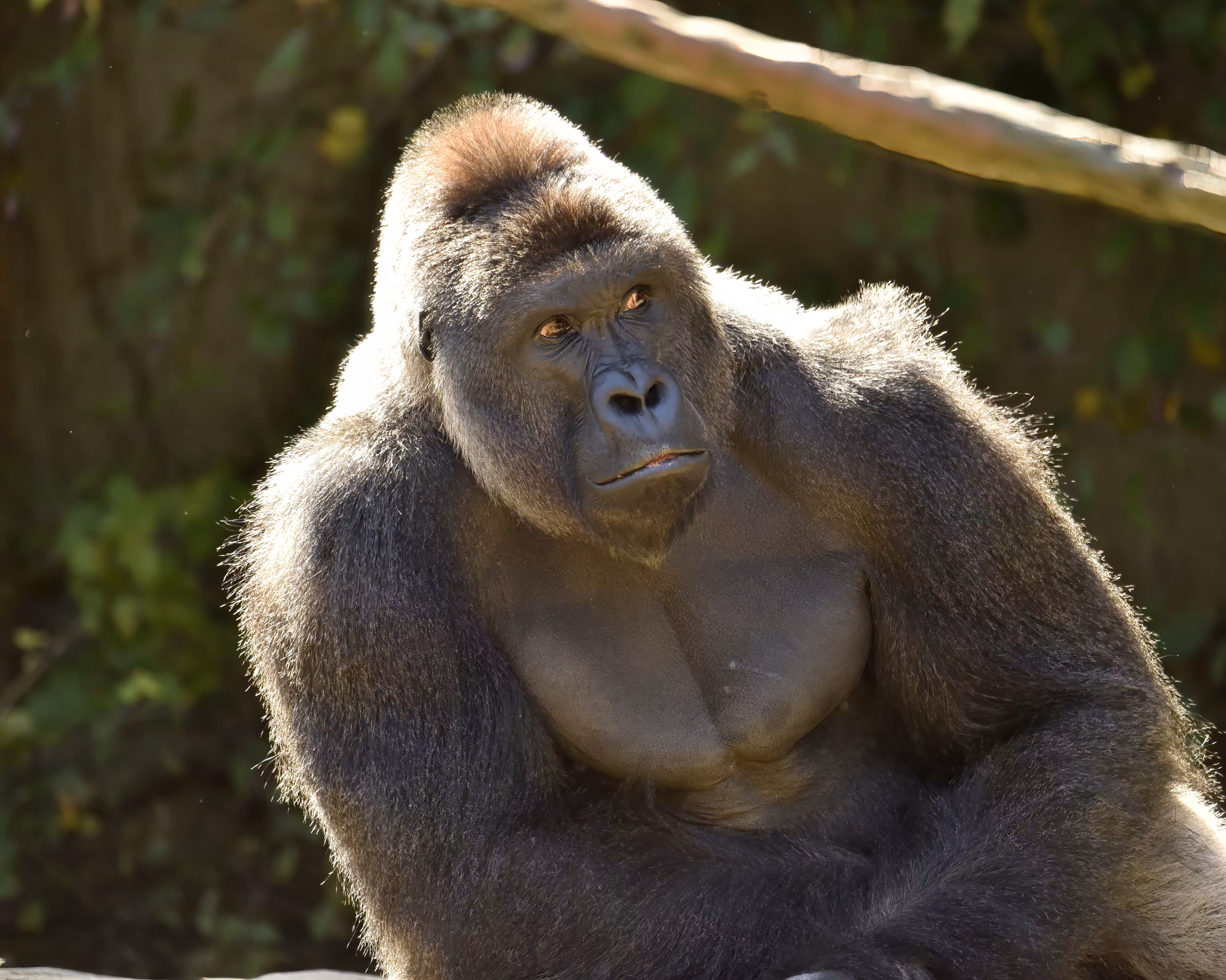 HARAMBE: LEGENDS #2