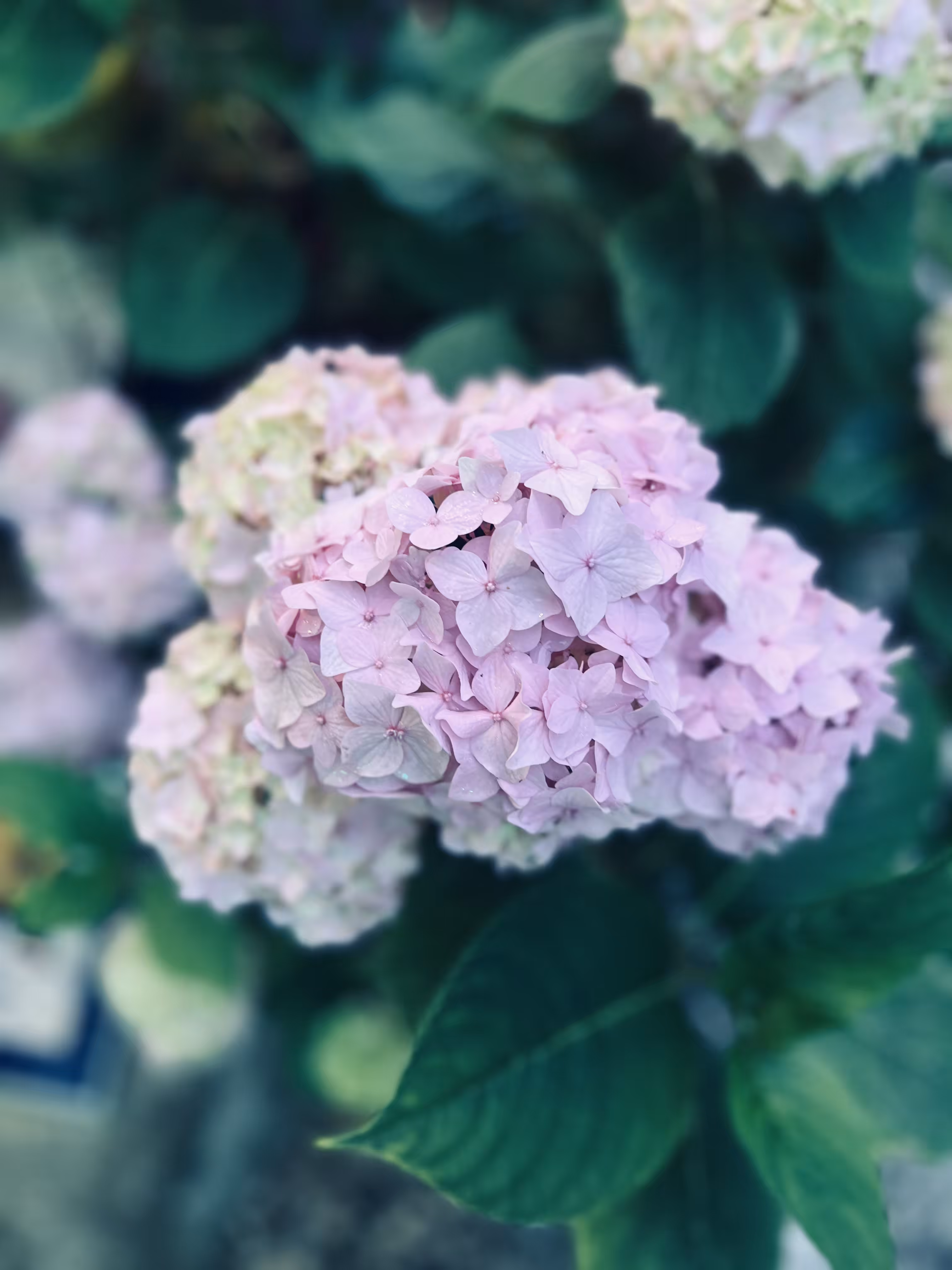 Flowers for flower
