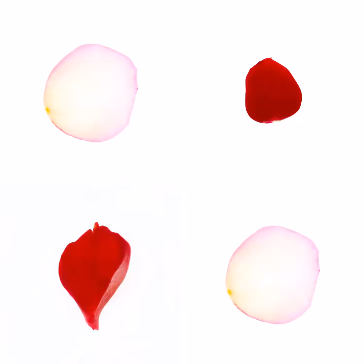 Infinite Petals 2x2#4017