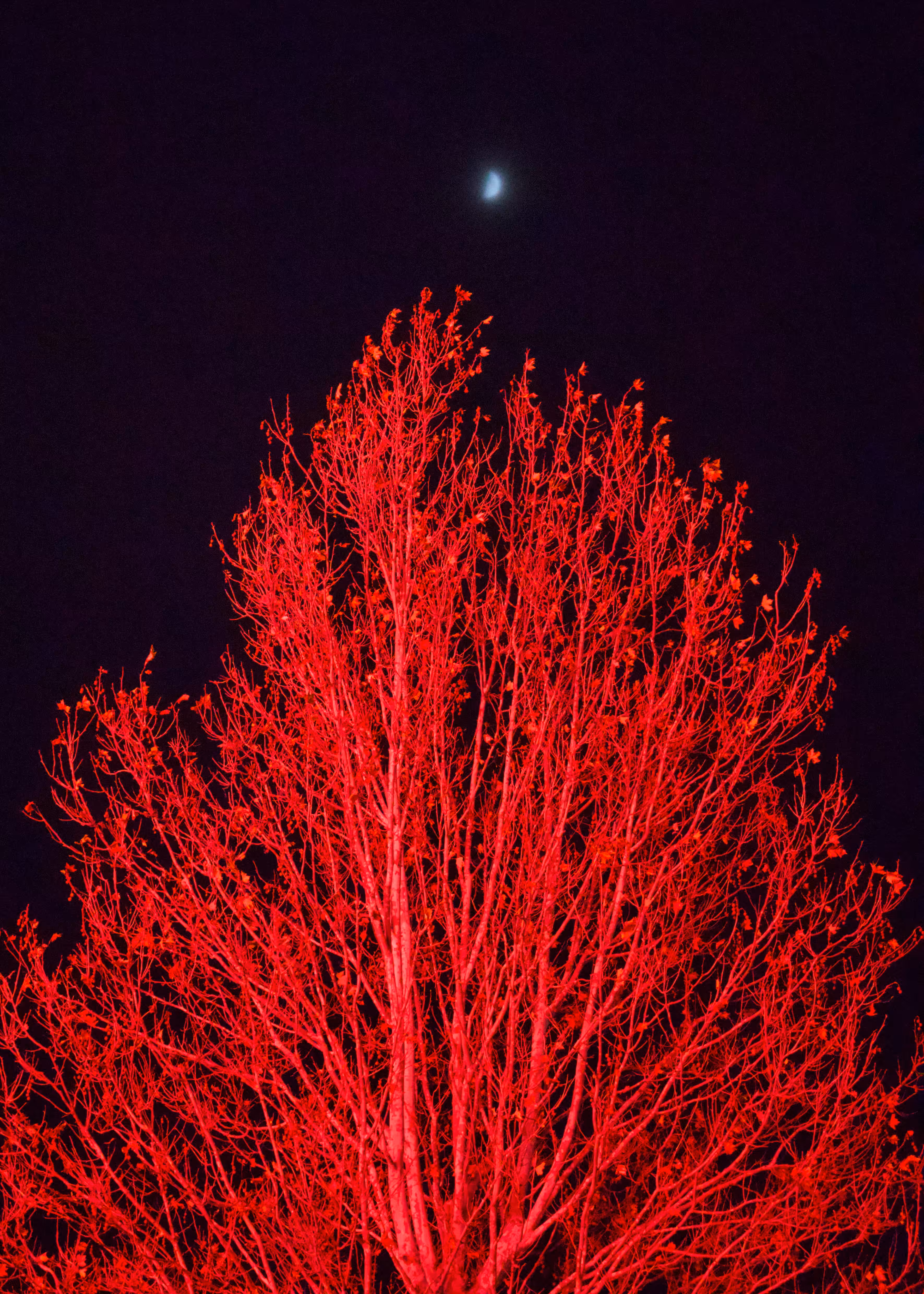 blood moon