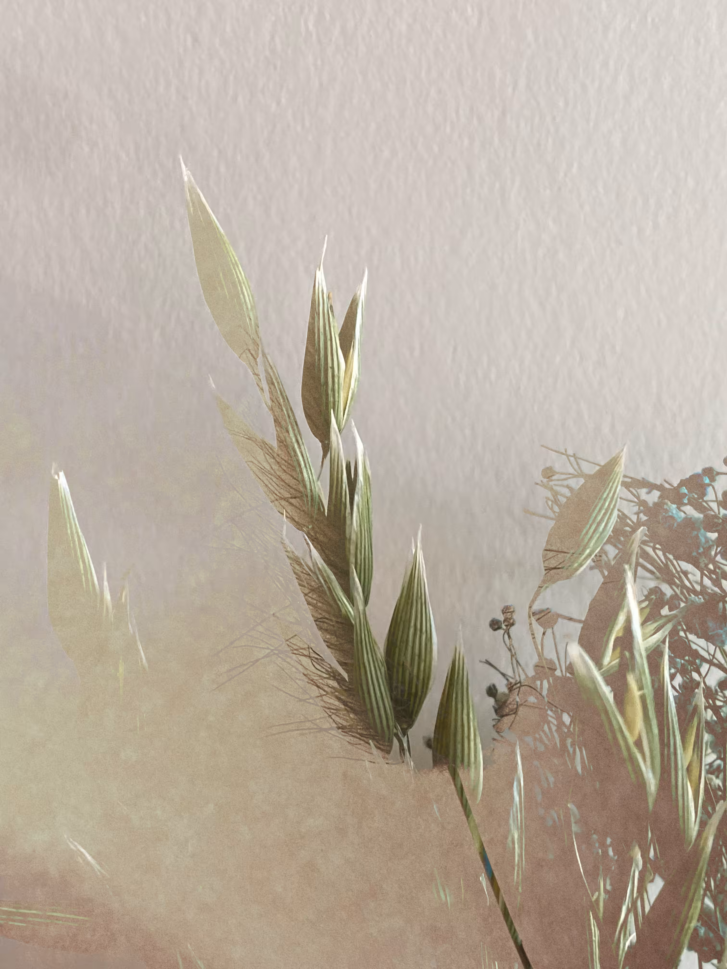 🌾The Field of Dreams: Overlooked Beauty 🤍