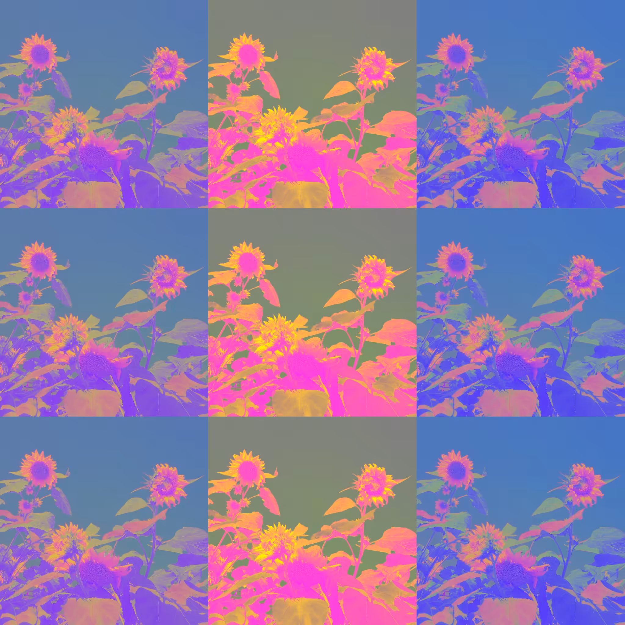 Sunflowers 