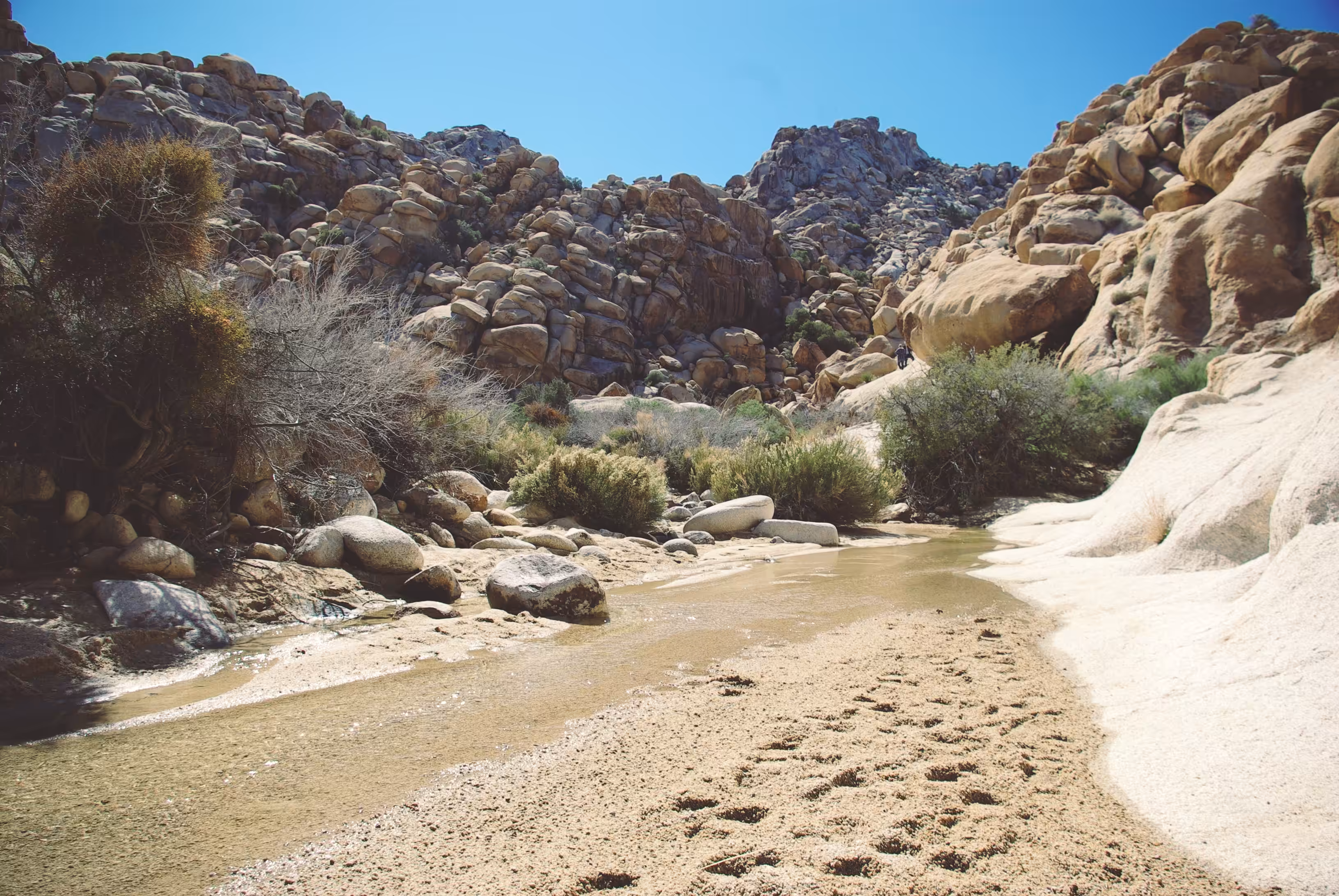 Joshua Tree