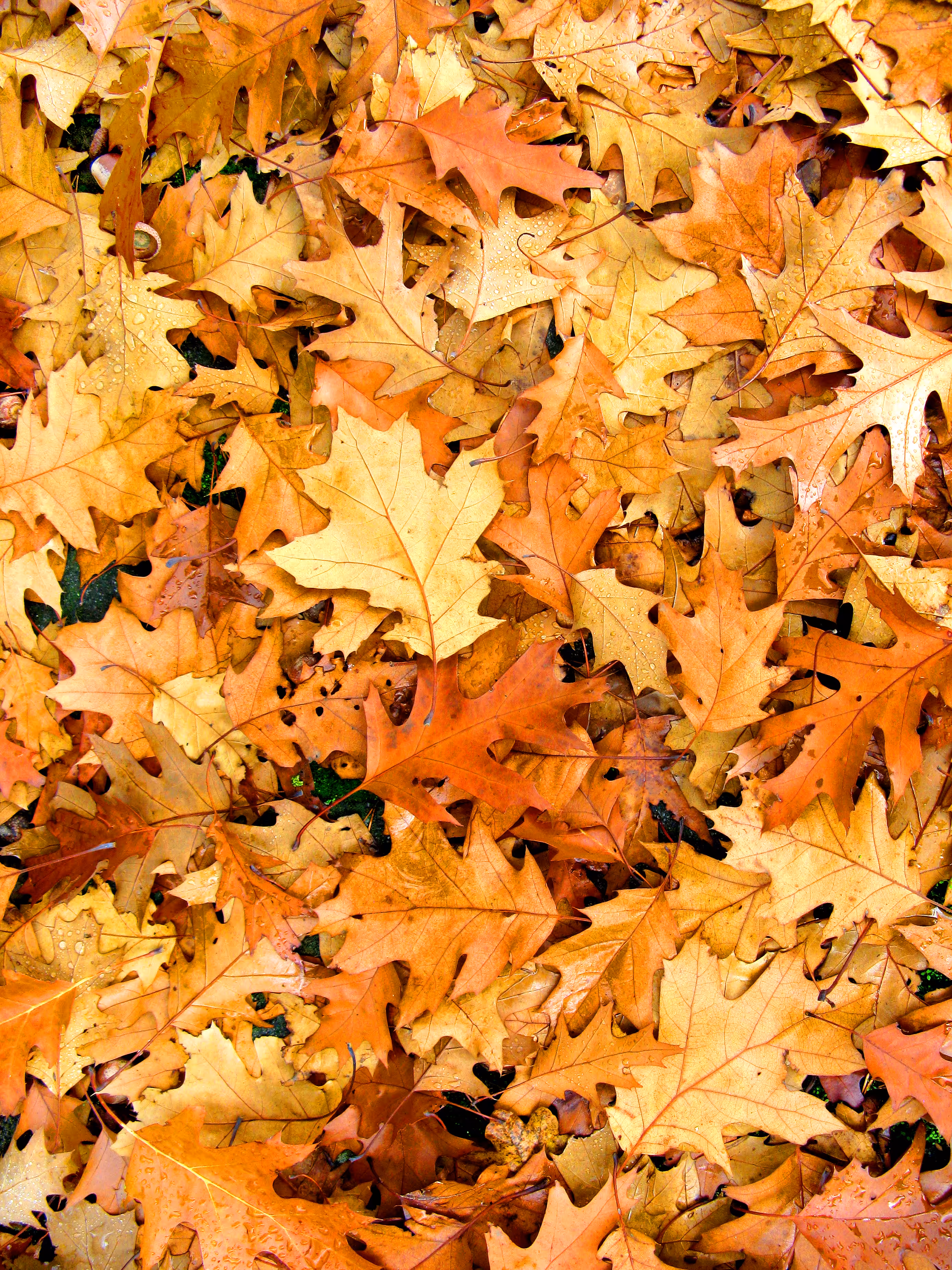 Traces Of Autumn