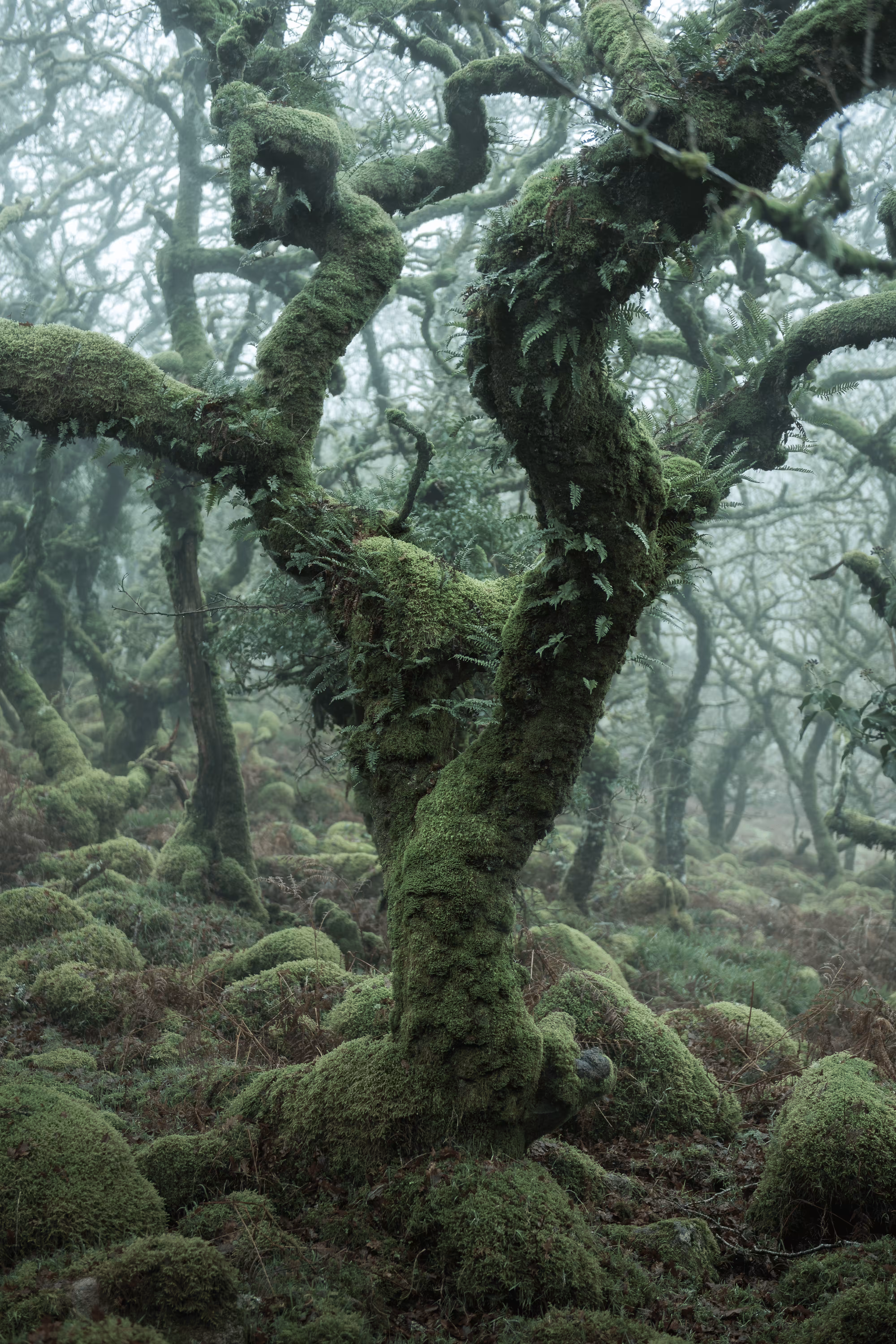 MYSTICAL XL (LIMBS)