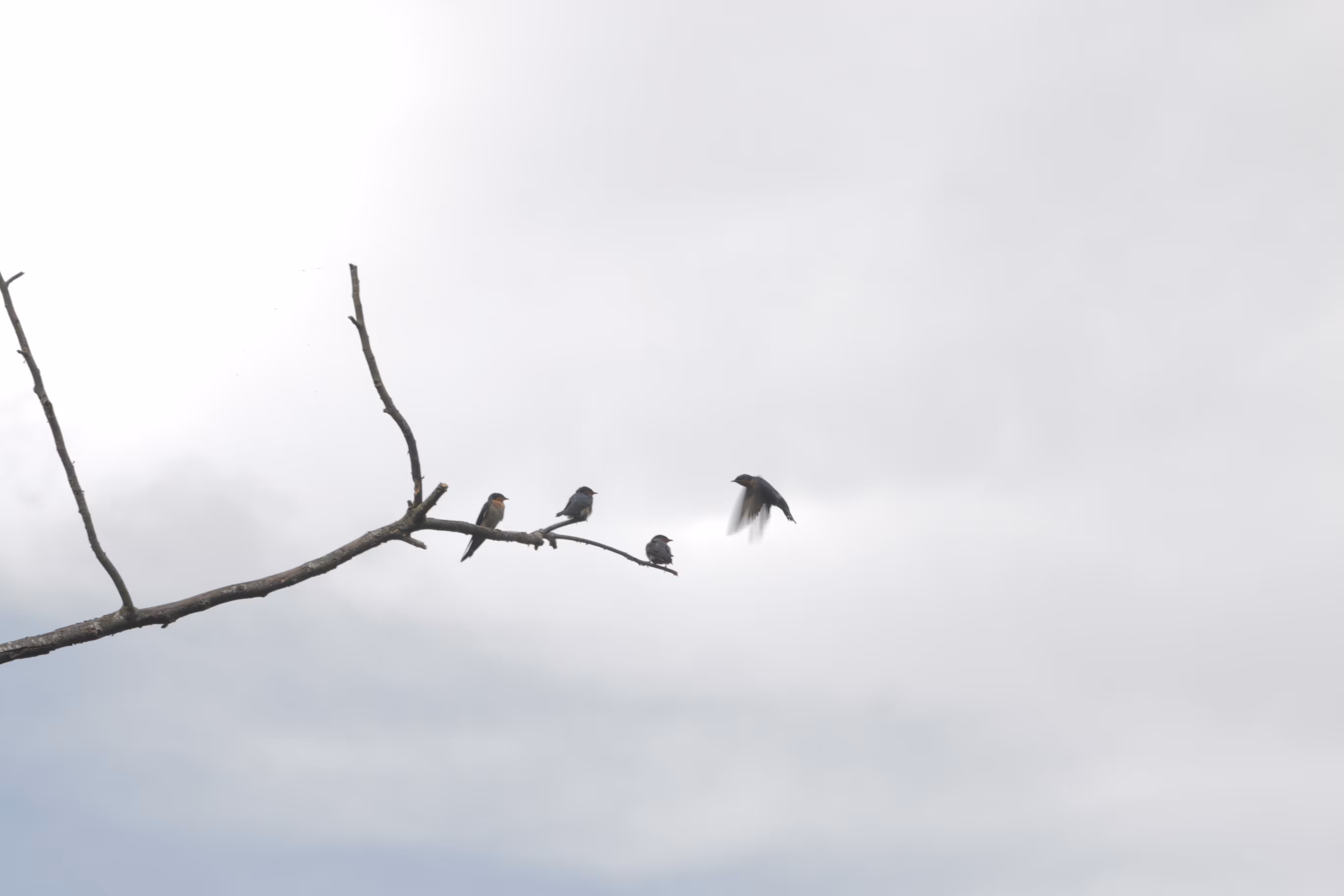 Message From The Swallow