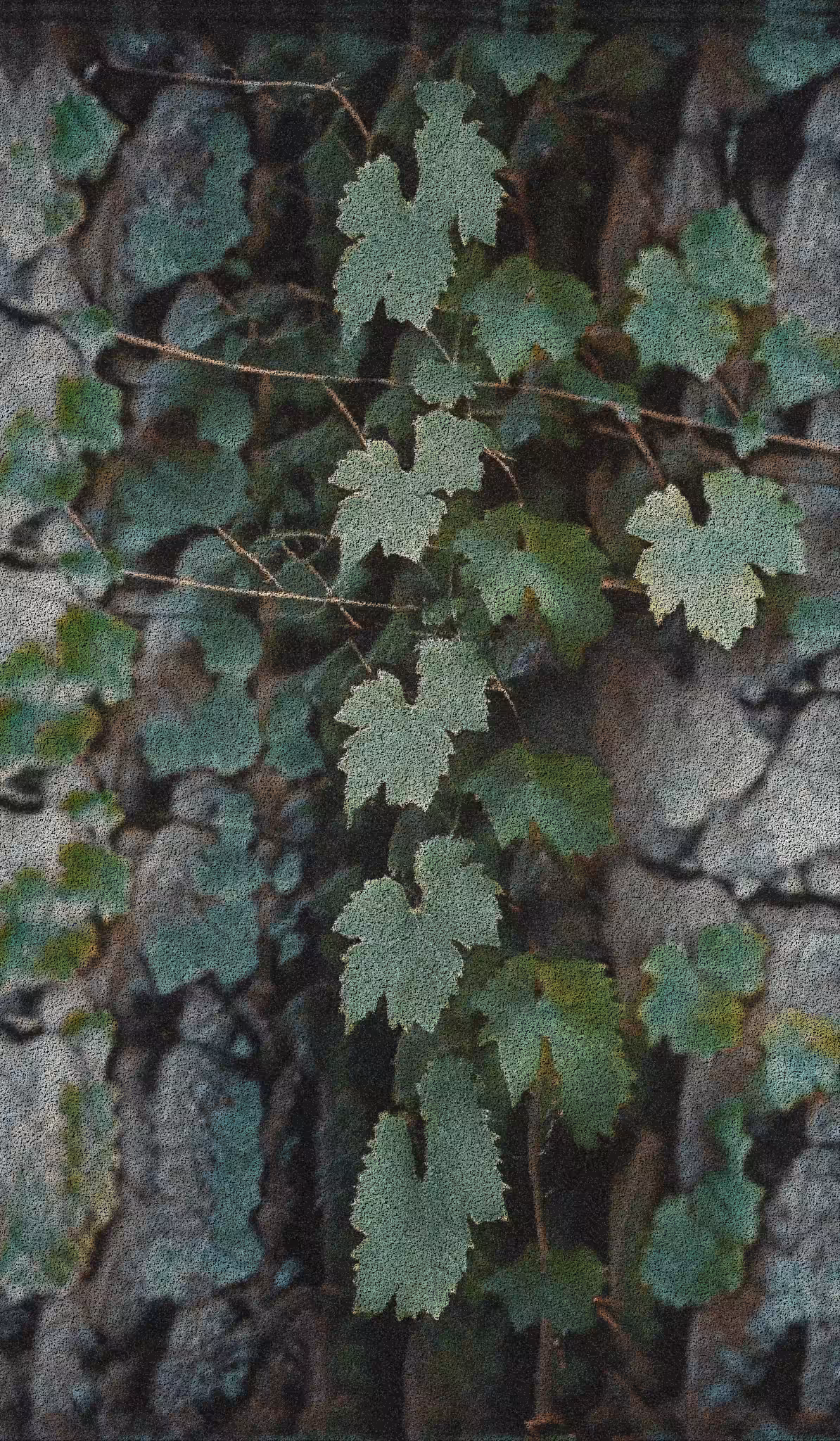 Apparatus Vitis #74