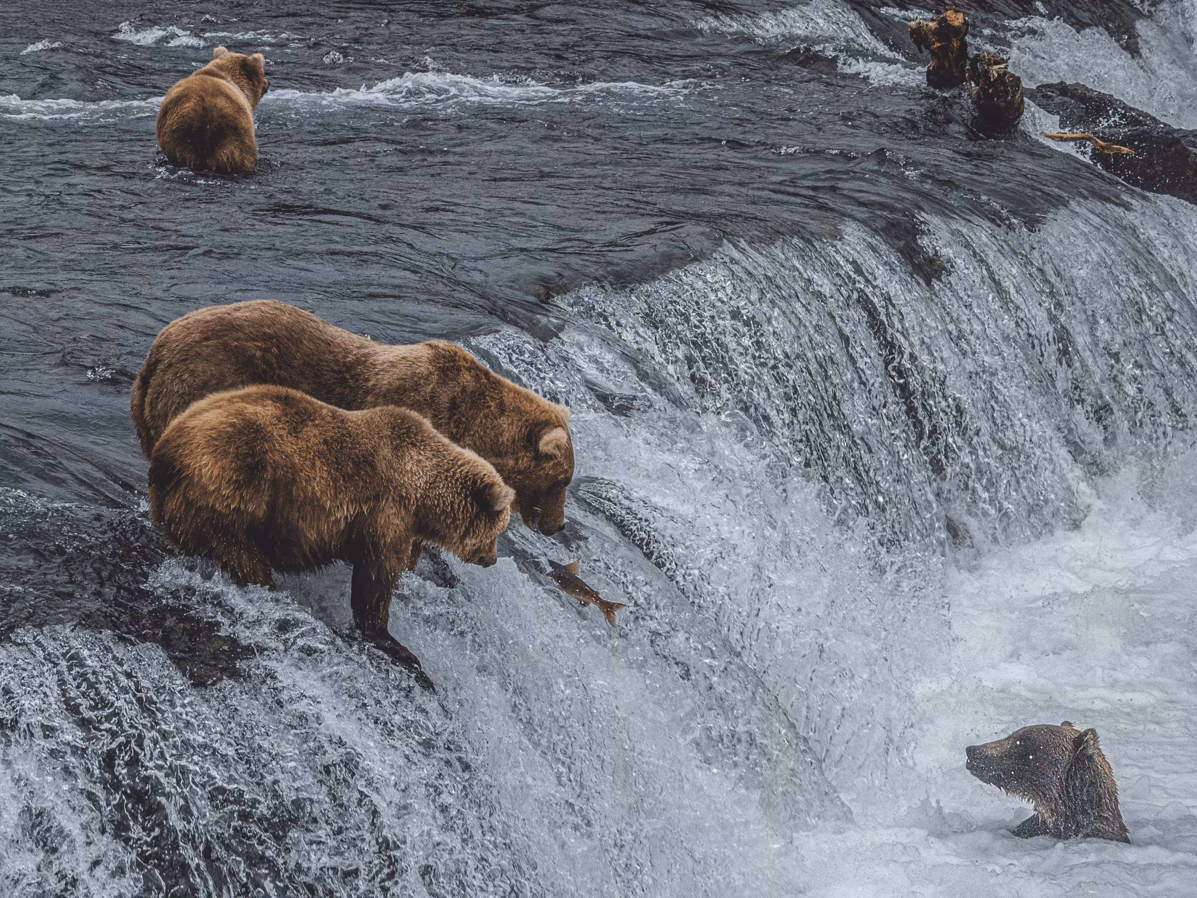 Bear Eats You #18