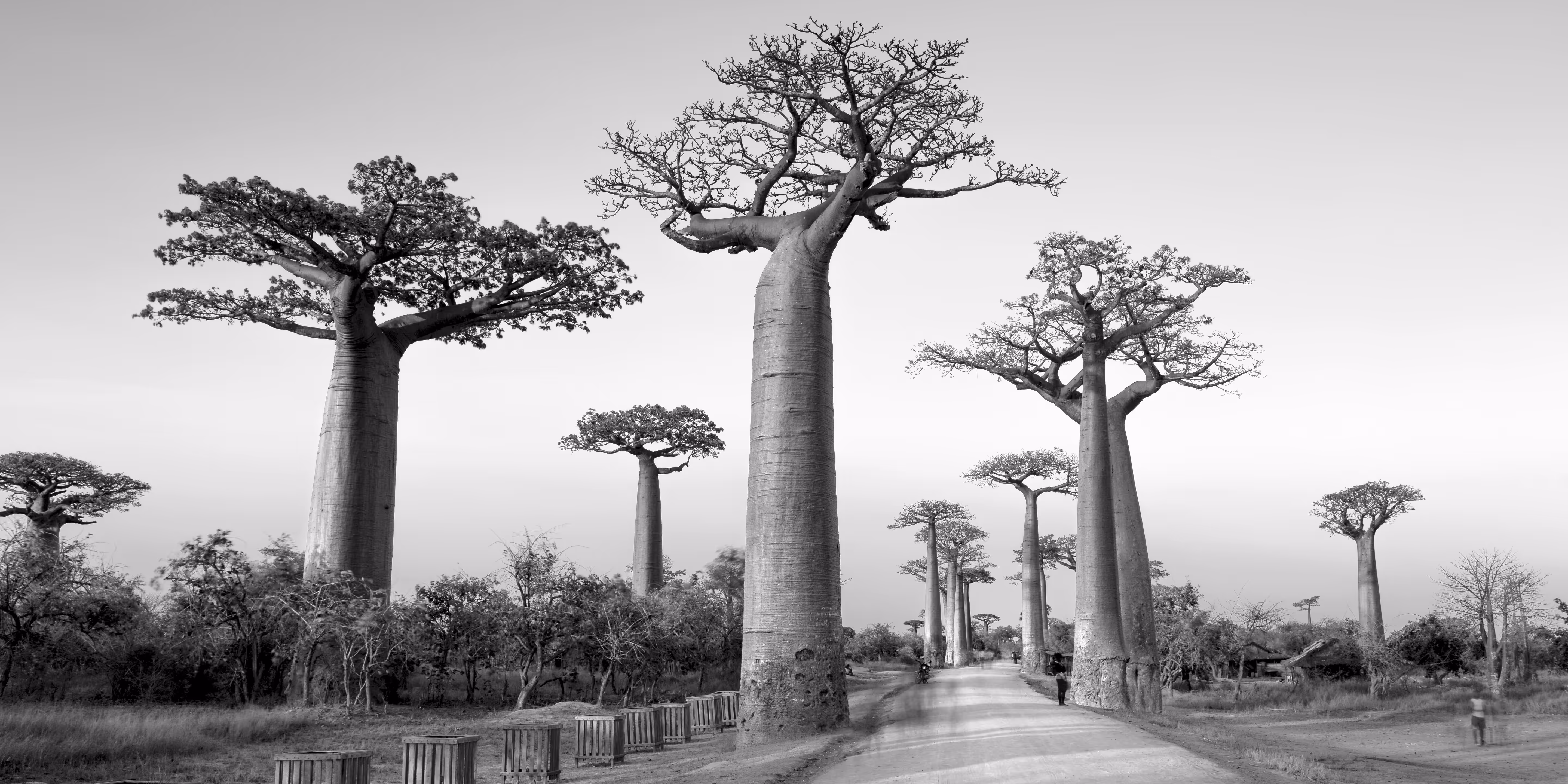 Favourites: Avenue of Baobabs