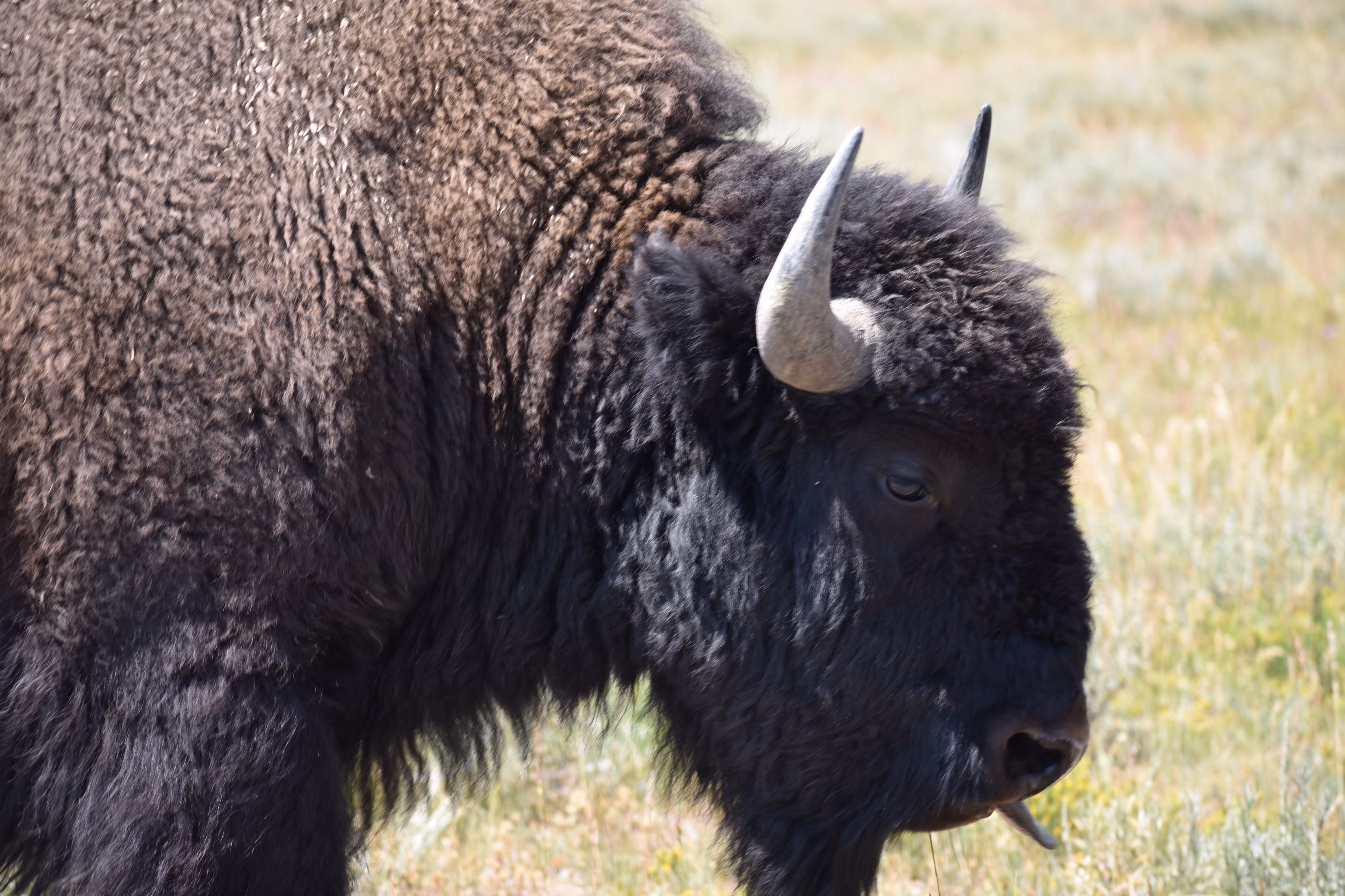 Yellowstone