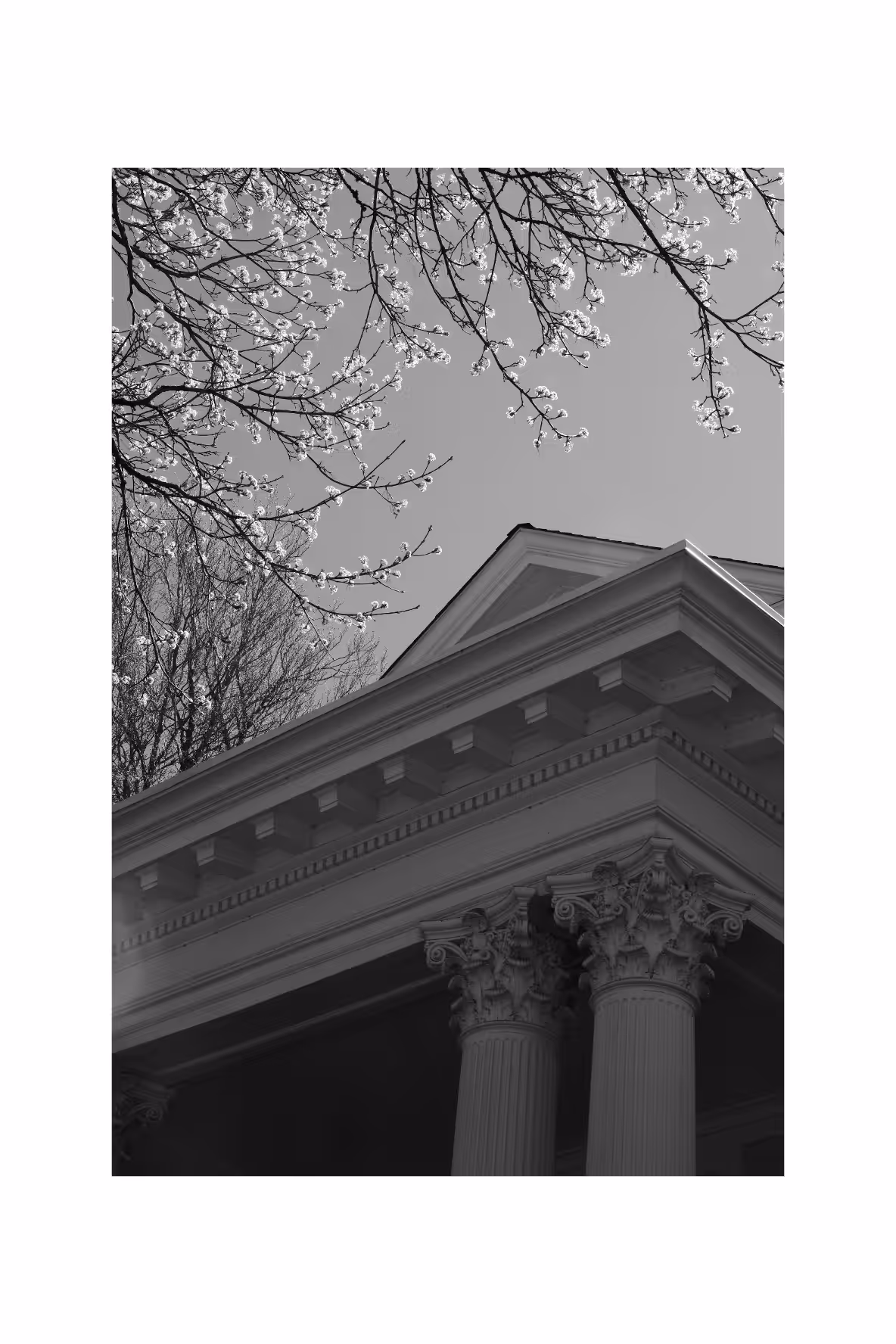 blossoms