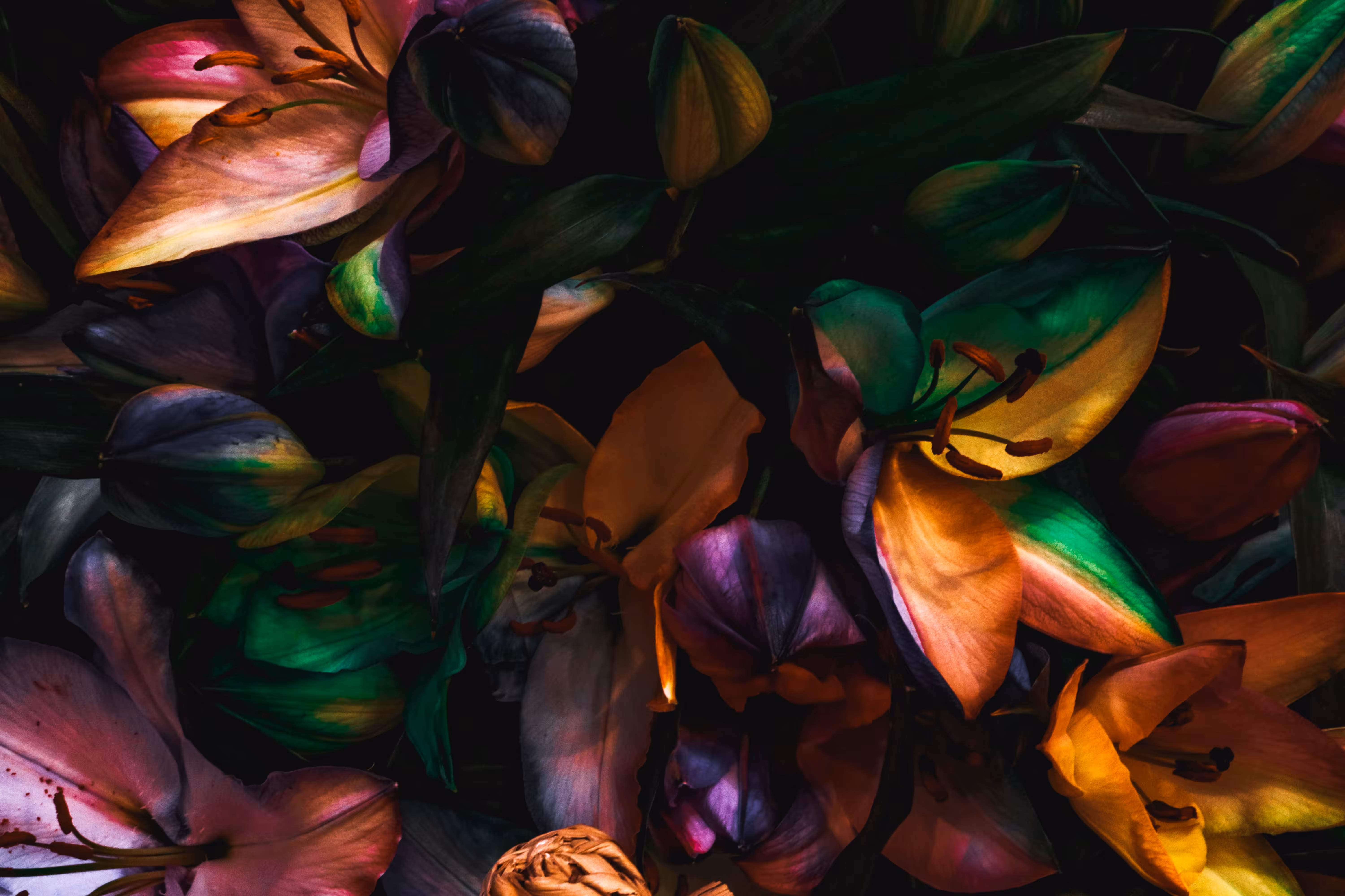Mystery Flowers "Color/01"